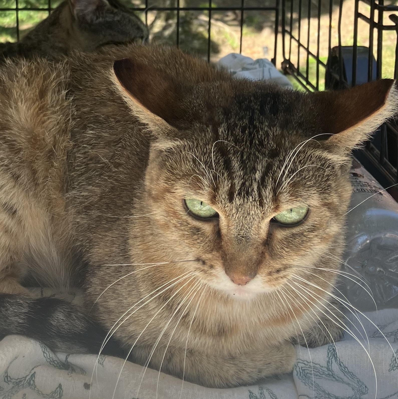 Rosie, a Adoptable Domestic Short Hair in Hayward, CA image 2/6