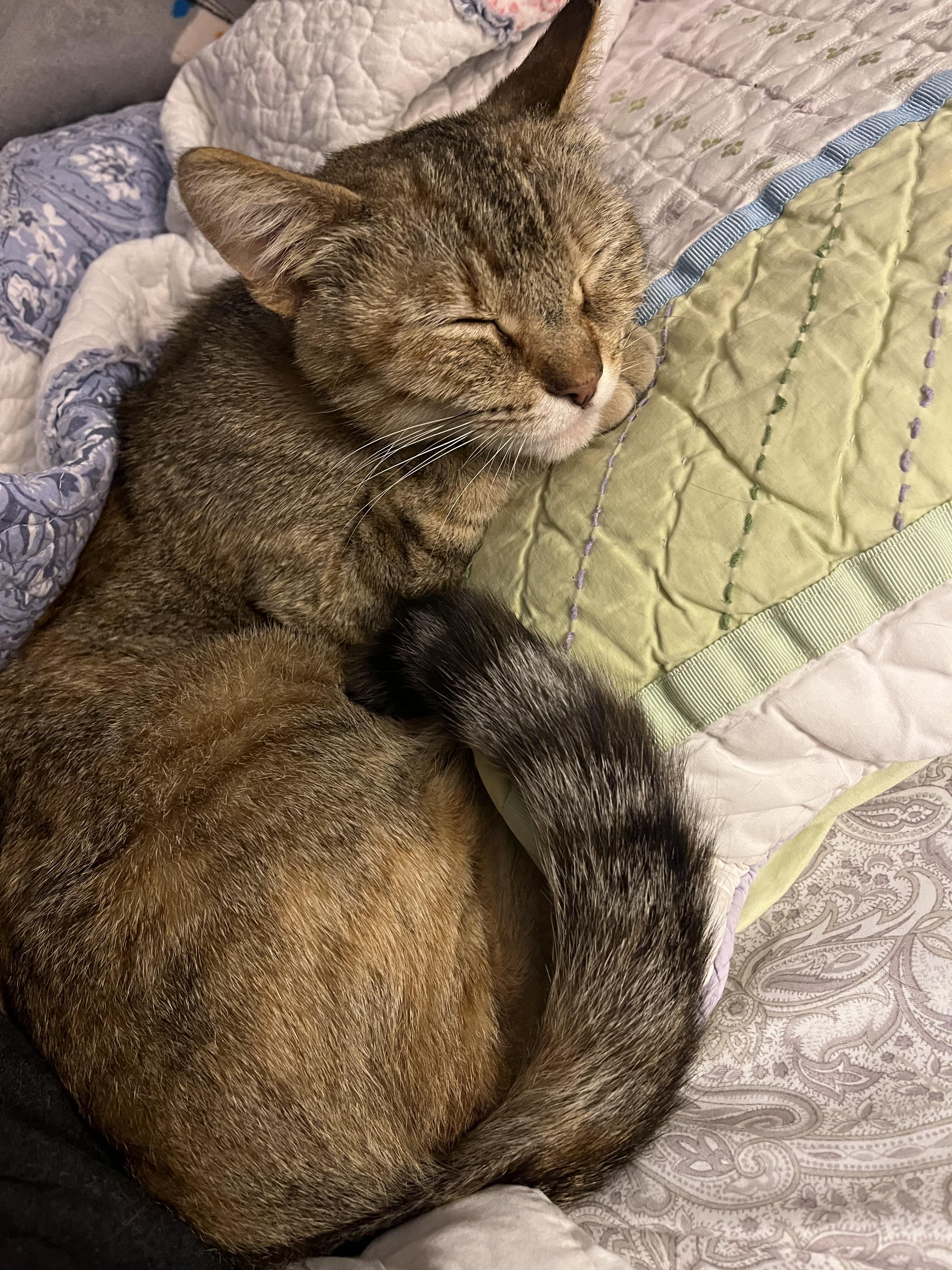 Rosie, Adult Female Domestic Short Hair