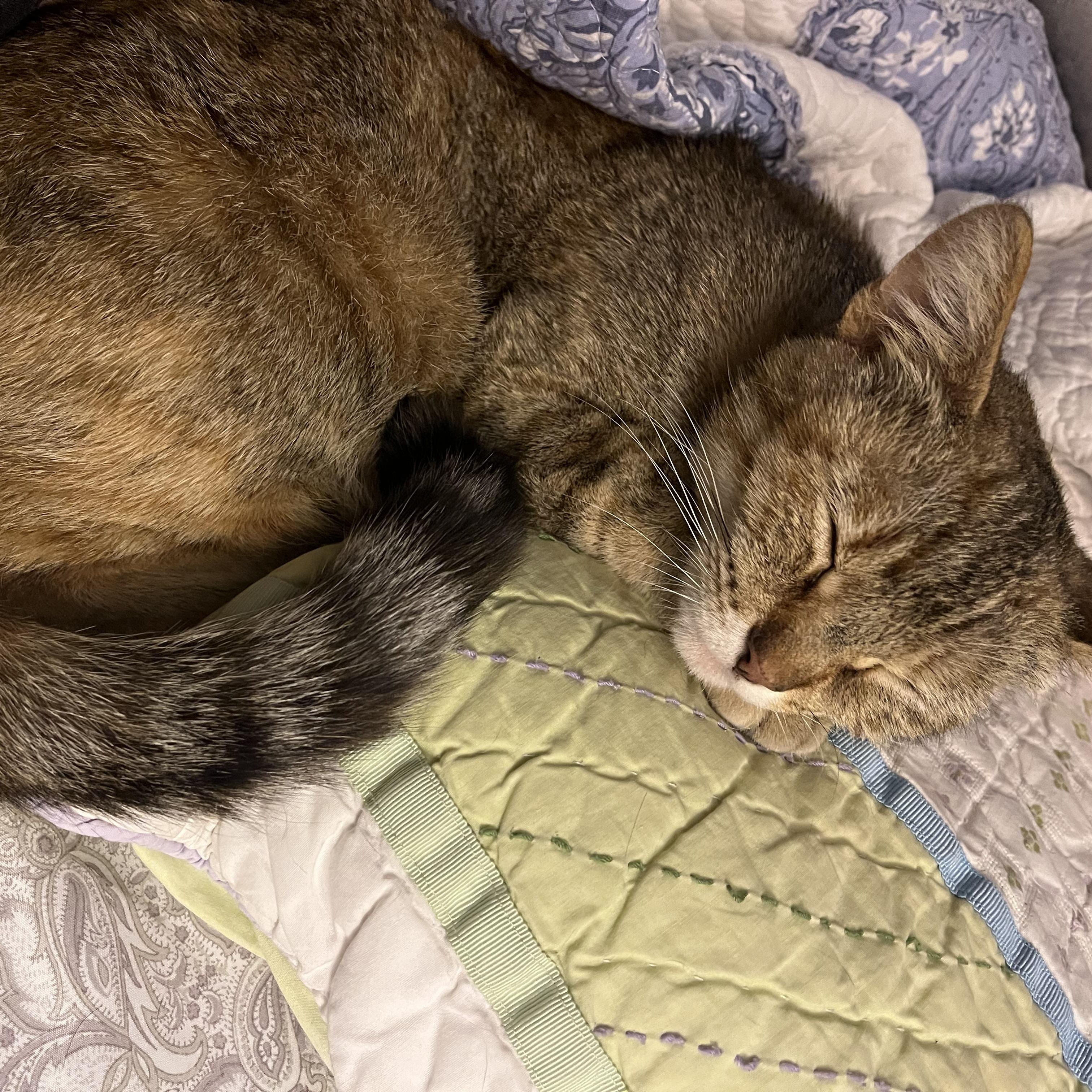 Rosie, a Adoptable Domestic Short Hair in Hayward, CA image 1/6