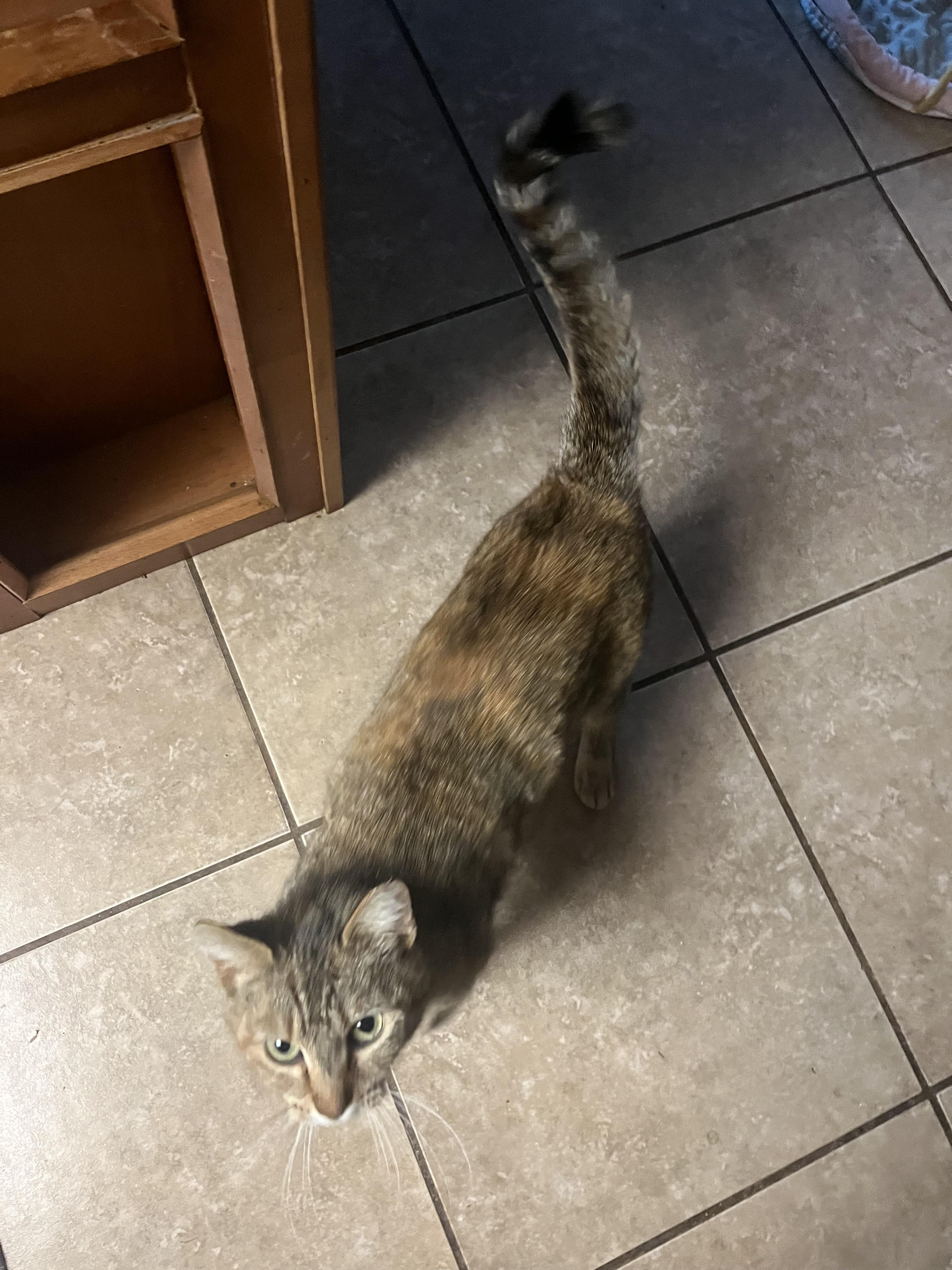 Rosie photo 3