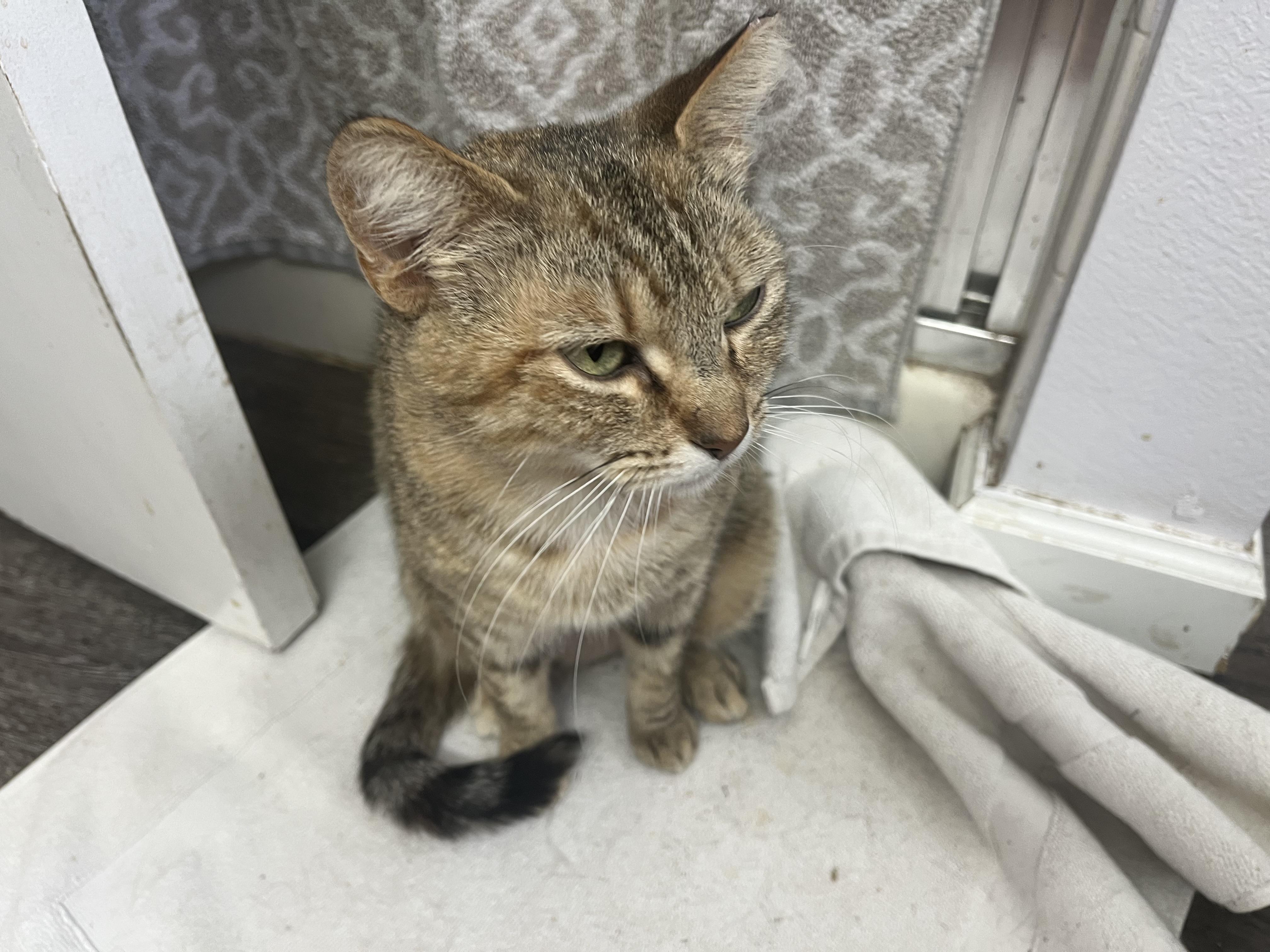 Rosie, a Adoptable Domestic Short Hair in Hayward, CA image 5/6