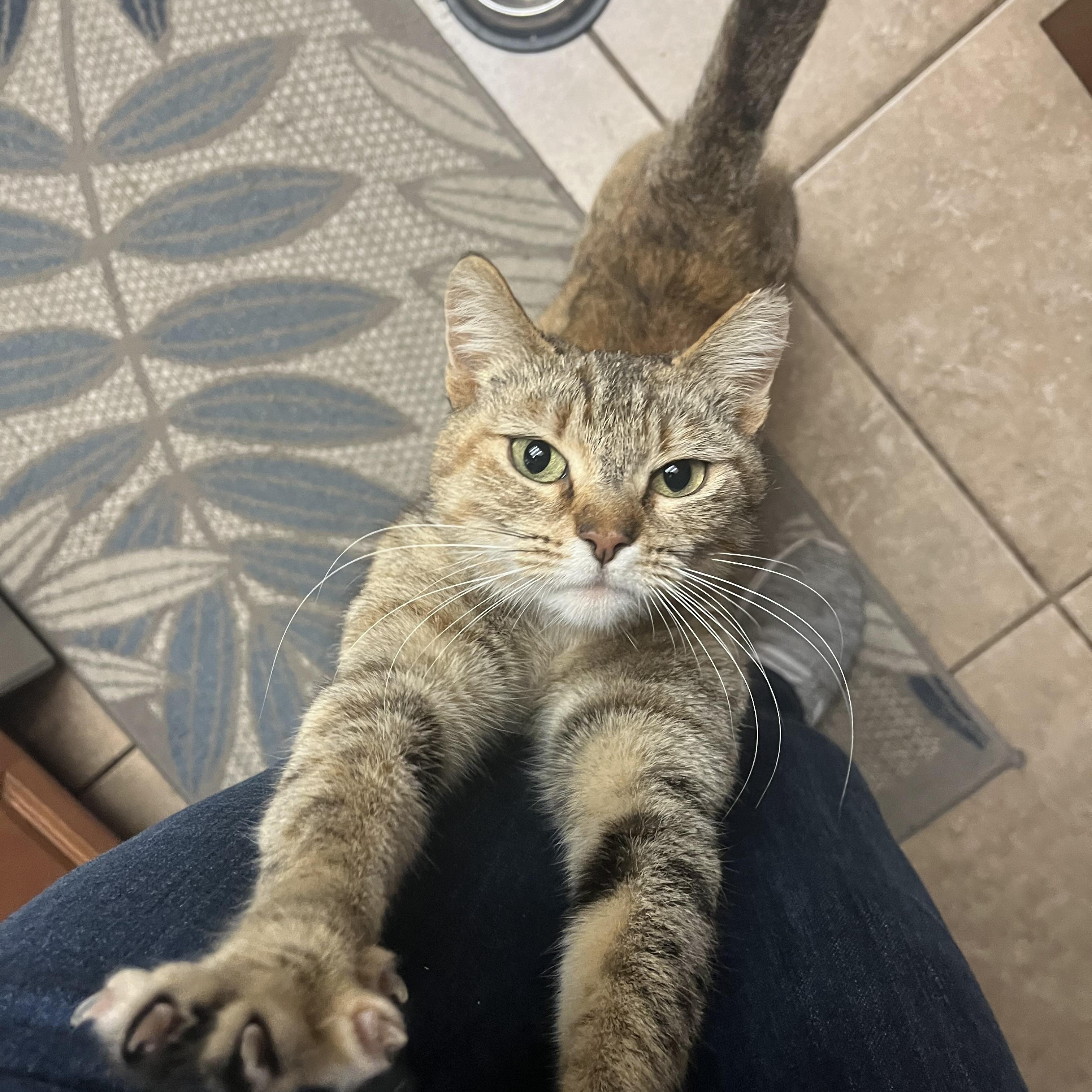 Rosie, a Adoptable Domestic Short Hair in Hayward, CA image 6/6