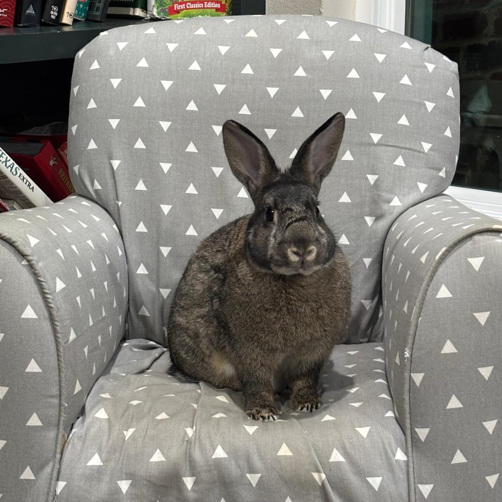 Astrid, Adoptable, Adult Female American.