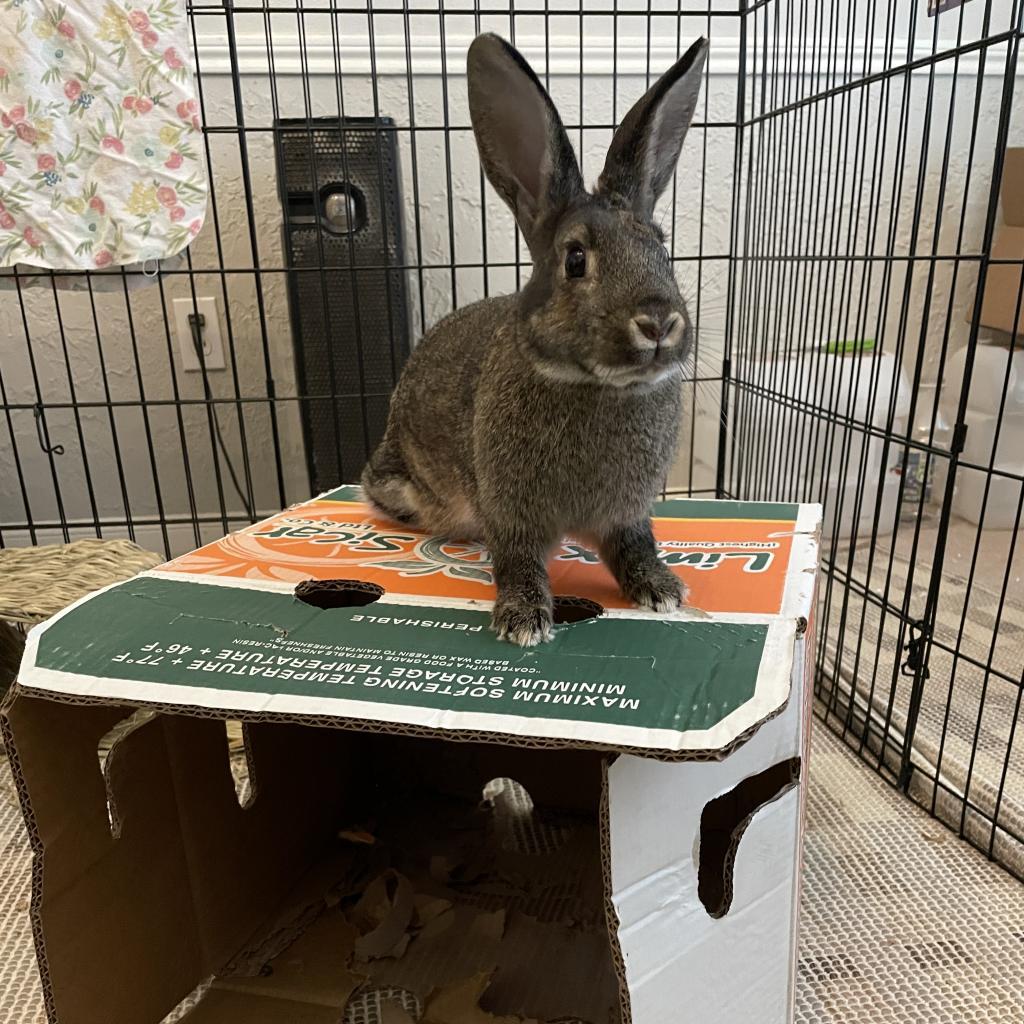 Astrid, a Adoptable American in The Woodlands, TX image 2/6