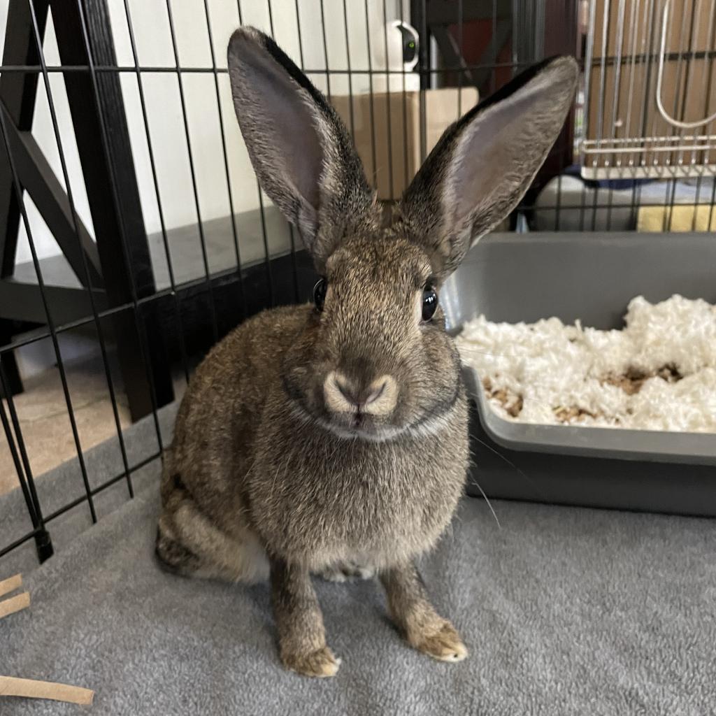 Astrid, a Adoptable American in The Woodlands, TX image 3/6