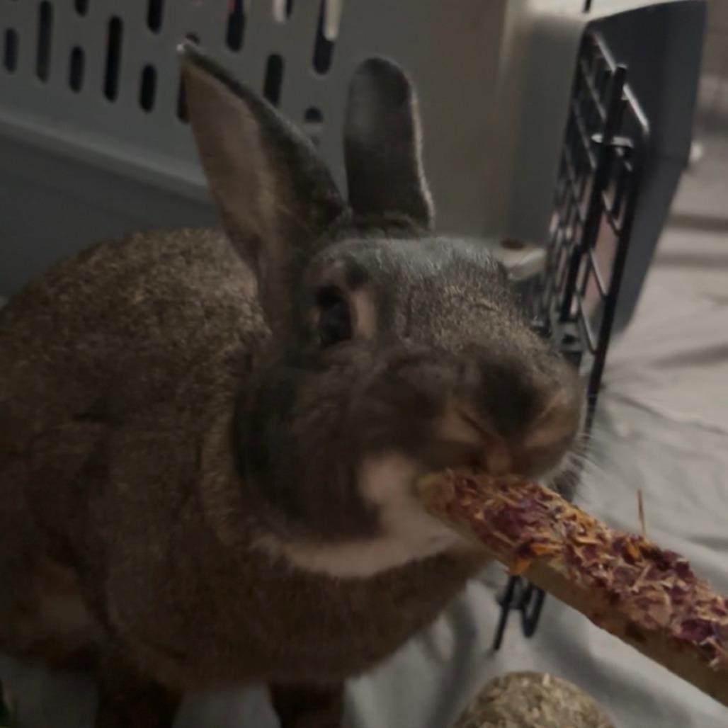 Enlarge Astrid, a Adoptable American in The Woodlands, TX image 2/6