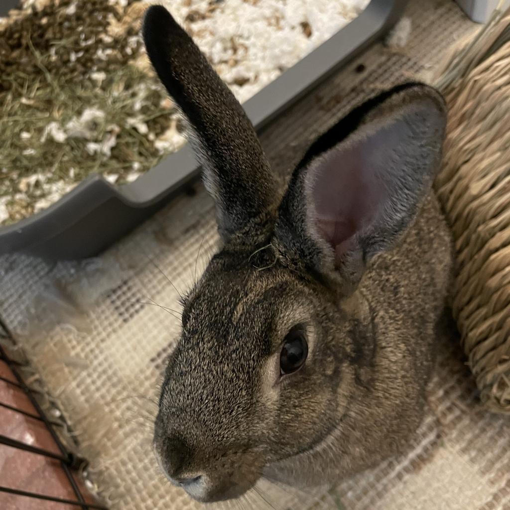 Astrid, a Adoptable American in The Woodlands, TX image 5/6