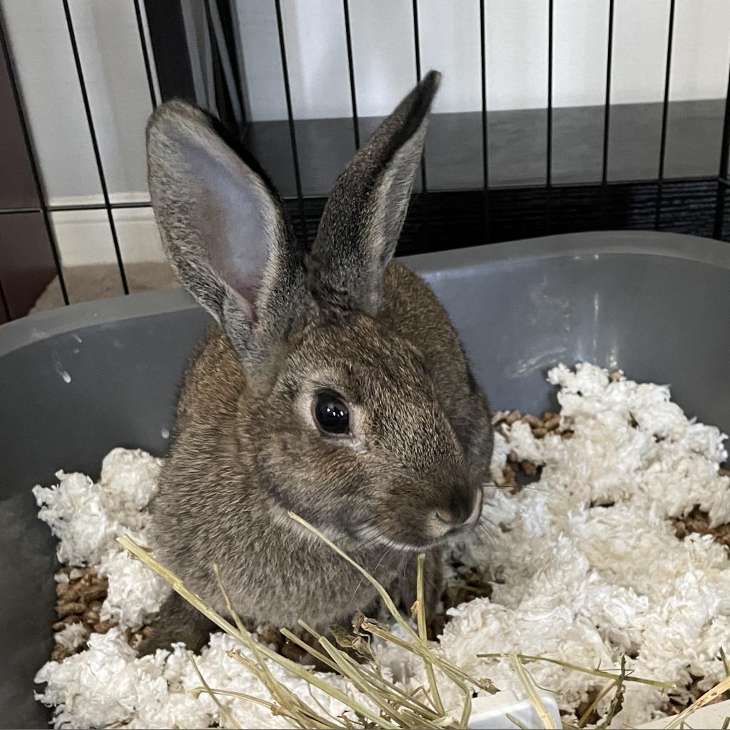 Astrid, a Adoptable American in The Woodlands, TX image 6/6