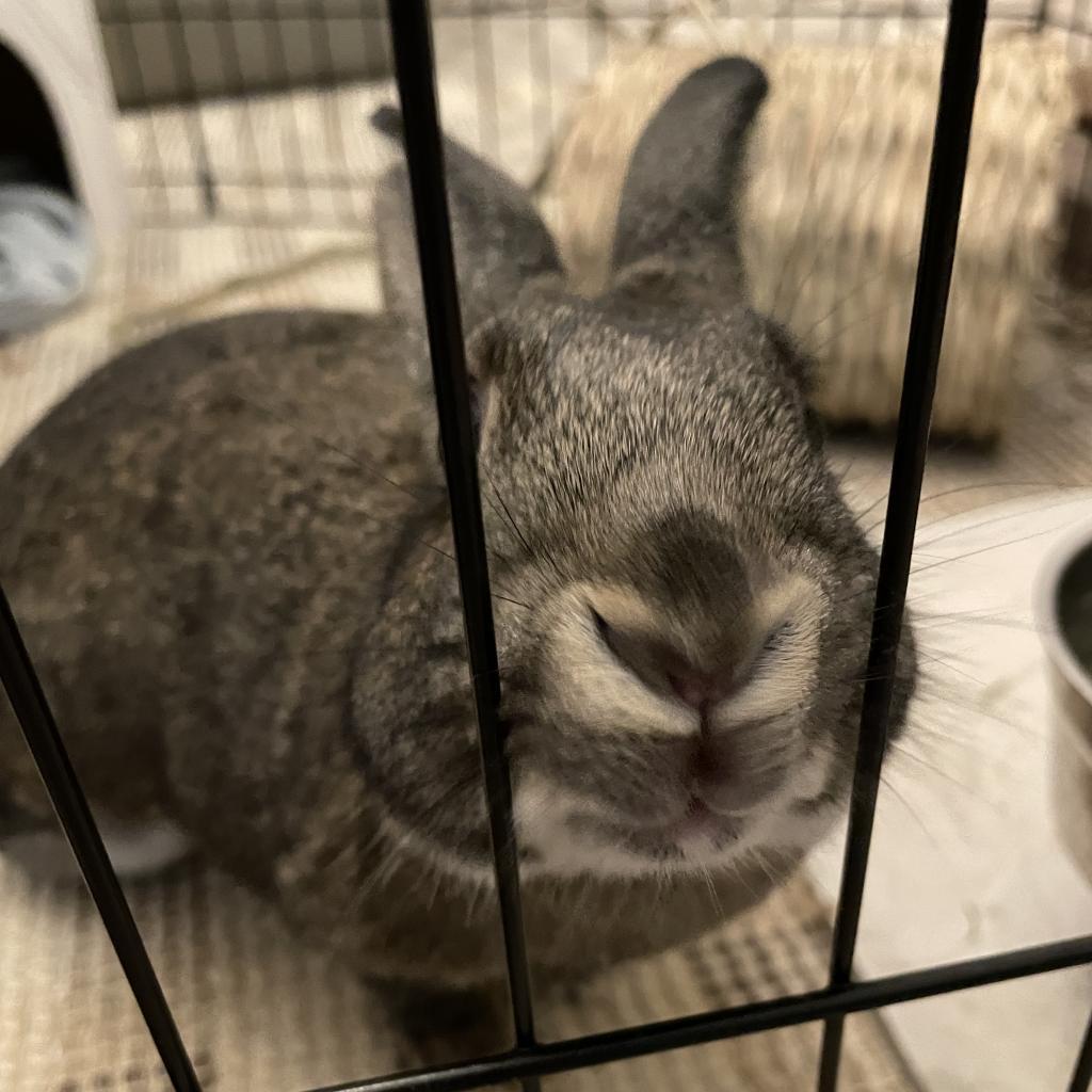 Enlarge Astrid, a Adoptable American in The Woodlands, TX image 6/6