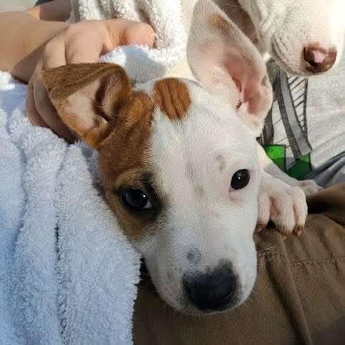 Cassidy, Adoptable, Puppy Female Bull Terrier & Jack Russell Terrier.