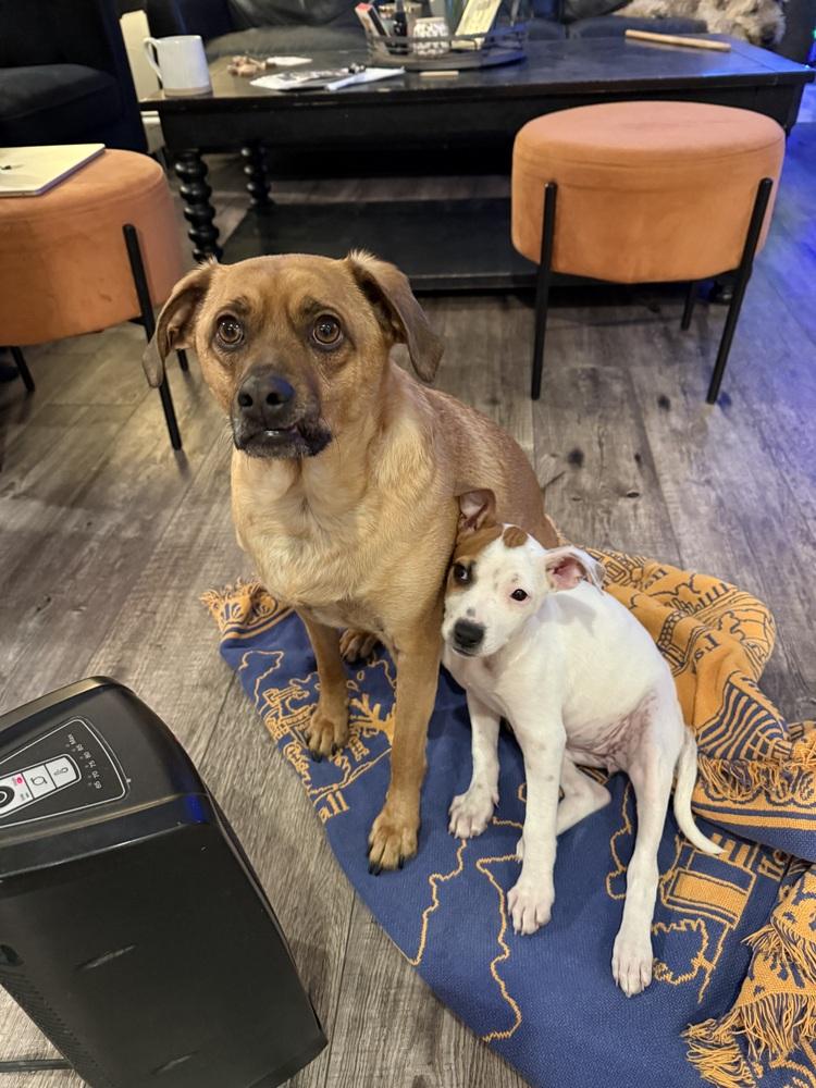 Enlarge Cassidy, a Adoptable mixed breed in Aurora, CO image 3/3