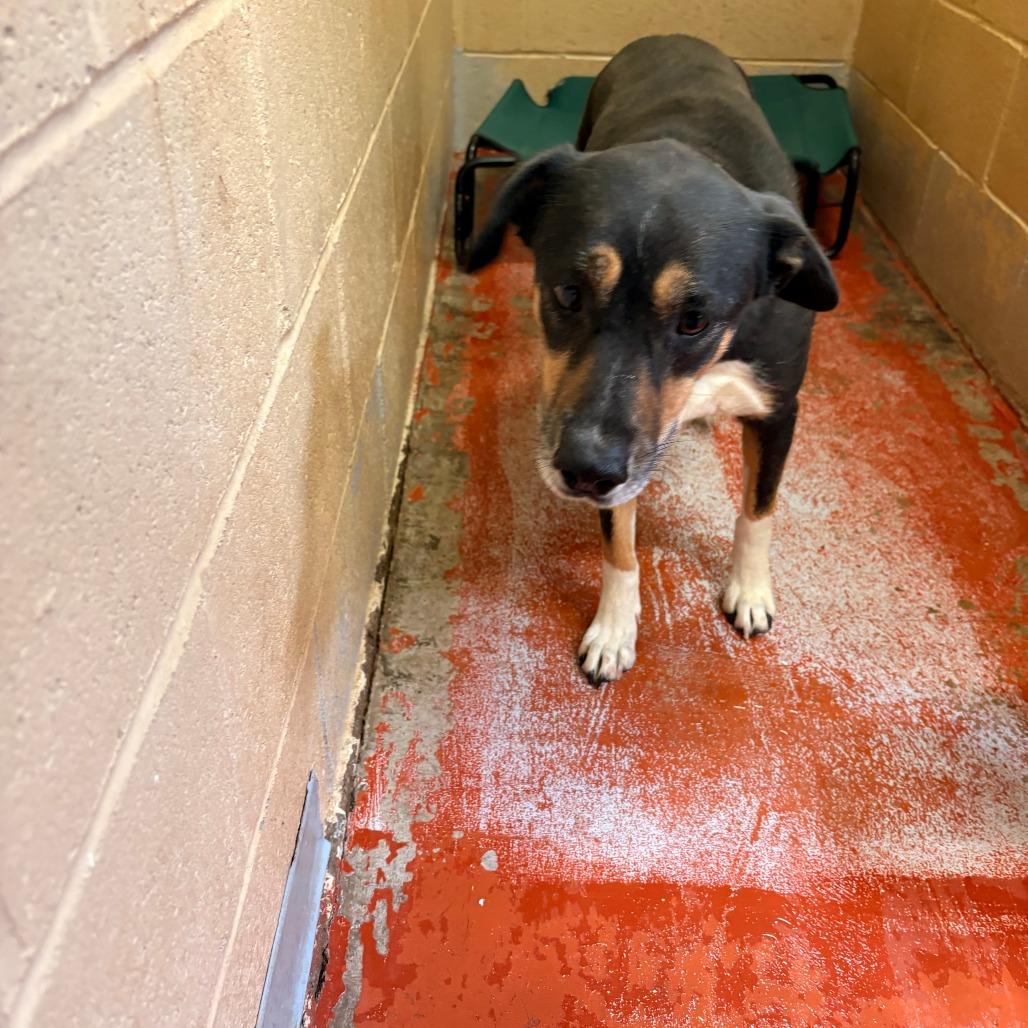 Enlarge (CCSO) Molly, a Adoptable Mixed Breed in Douglas, AZ image 1/1