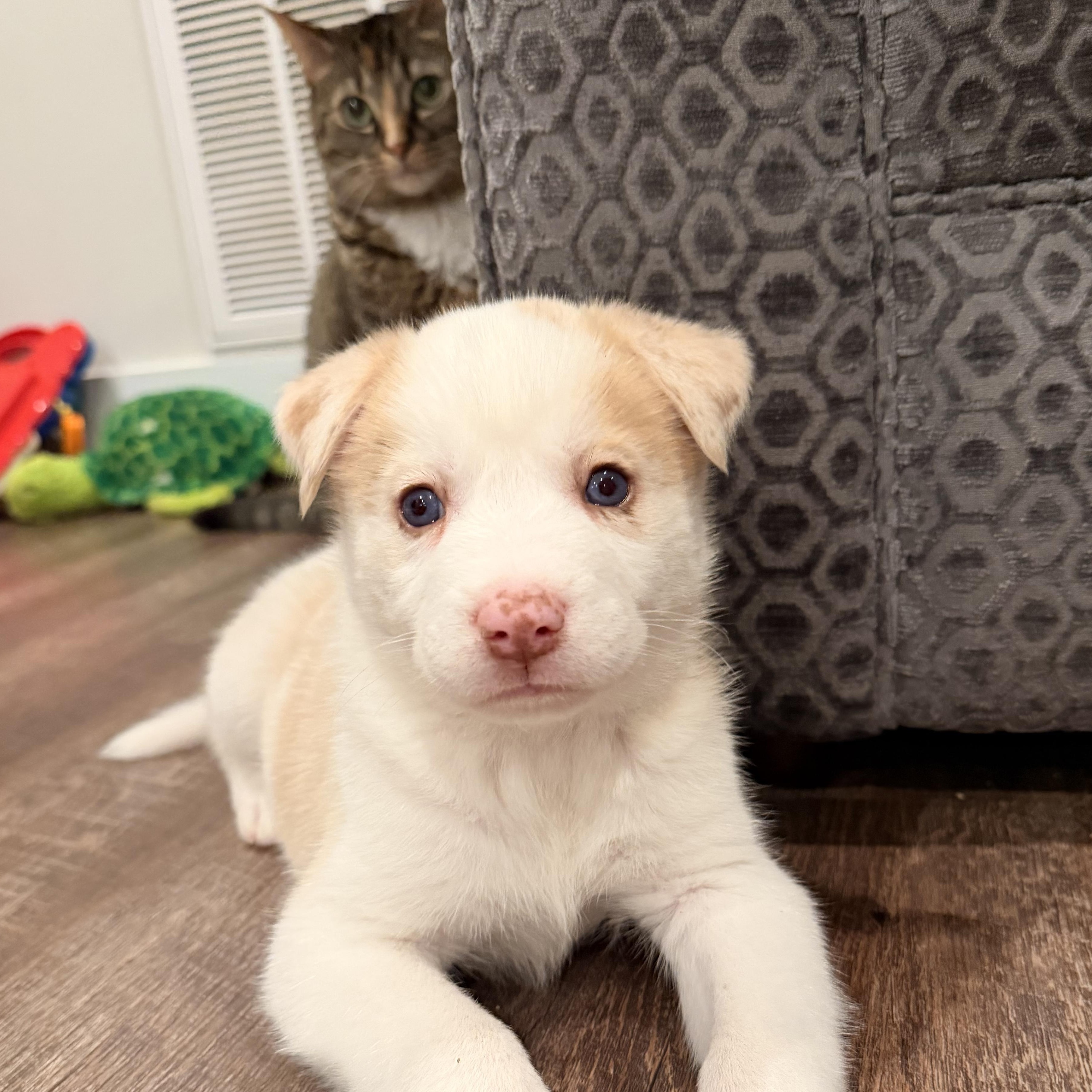 Enlarge Cotton, a hold mixed breed in Warrior, AL image 2/6