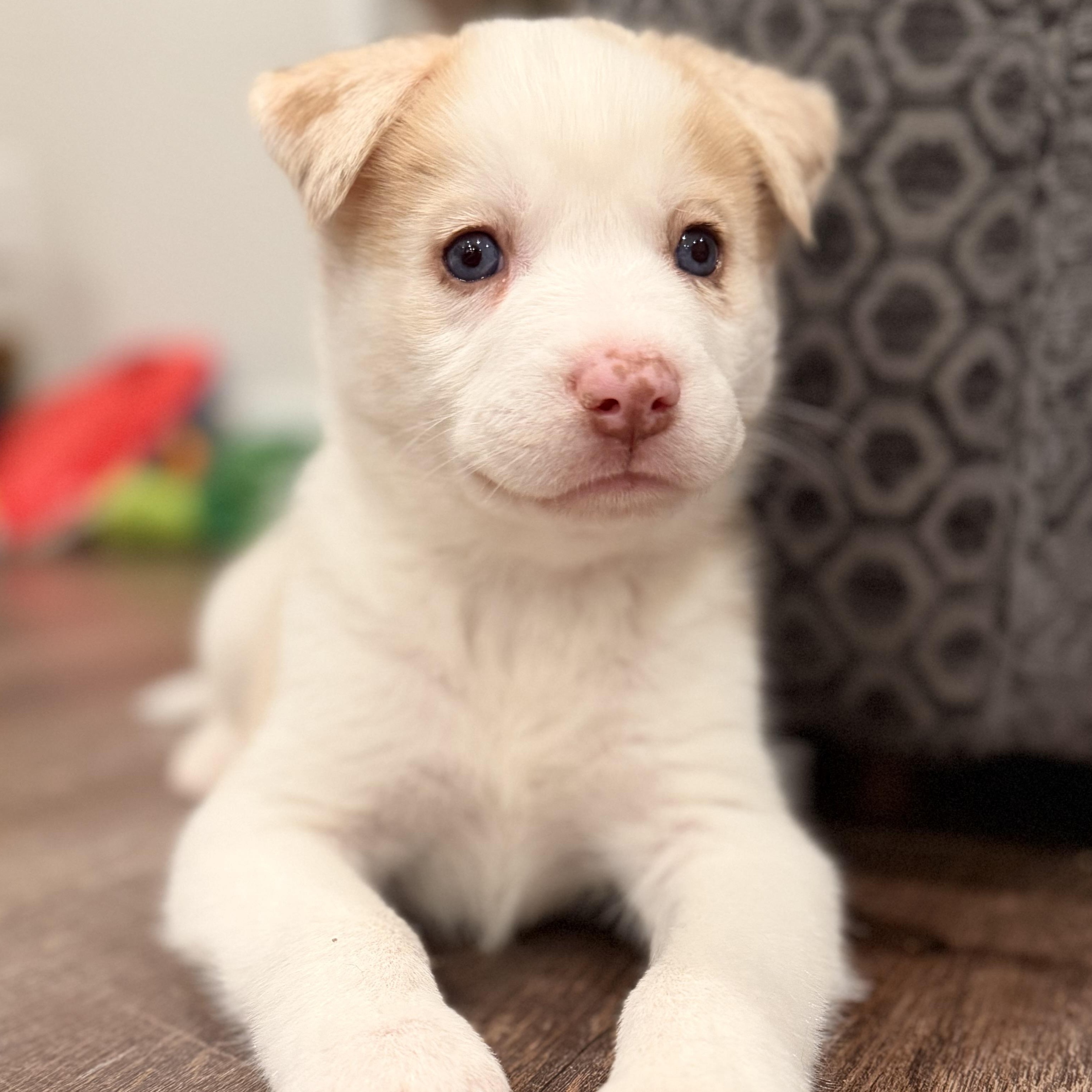 Enlarge Cotton, a hold mixed breed in Warrior, AL image 5/6