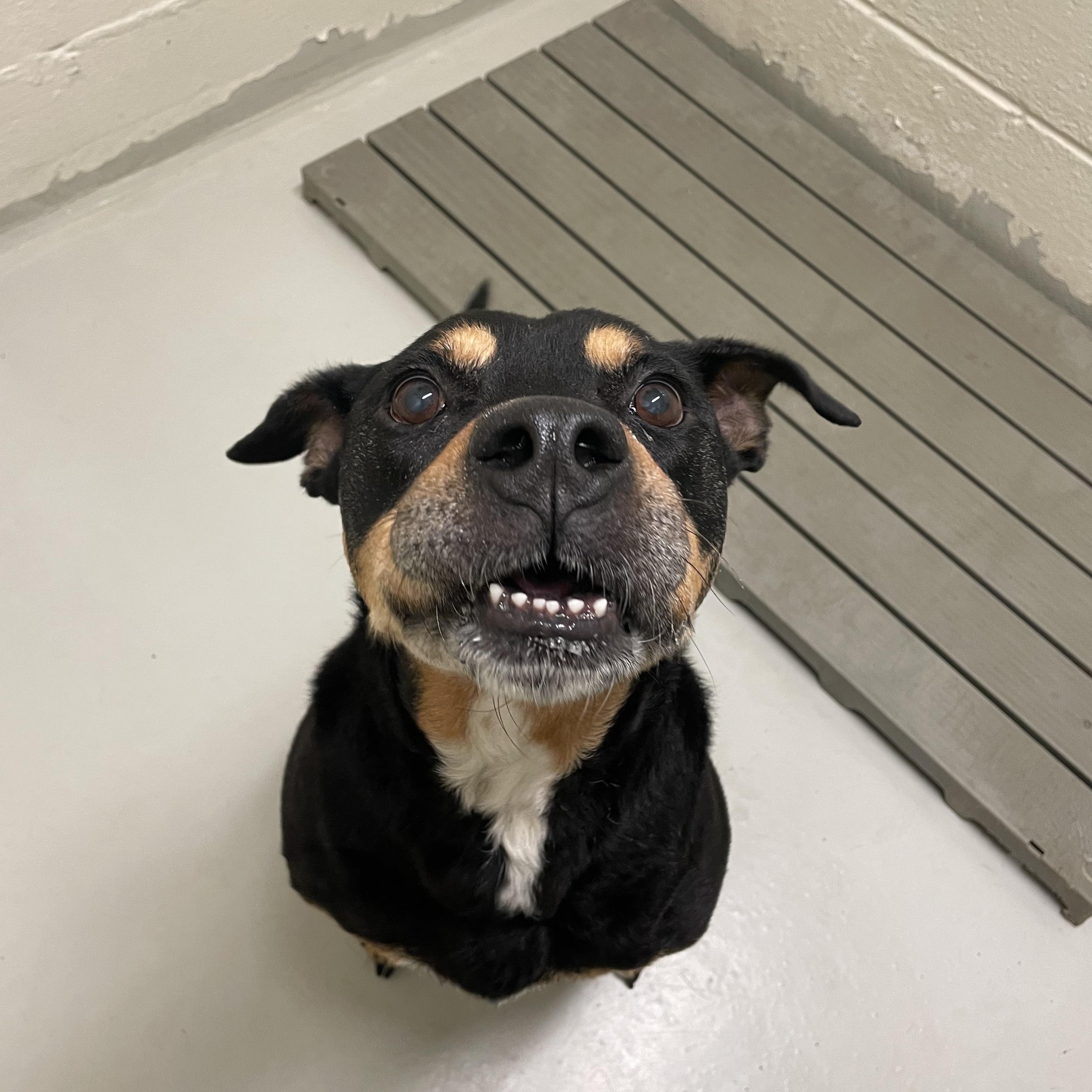Rockwell, a ADOPTABLE mixed breed in Heathsville, VA image 3/5