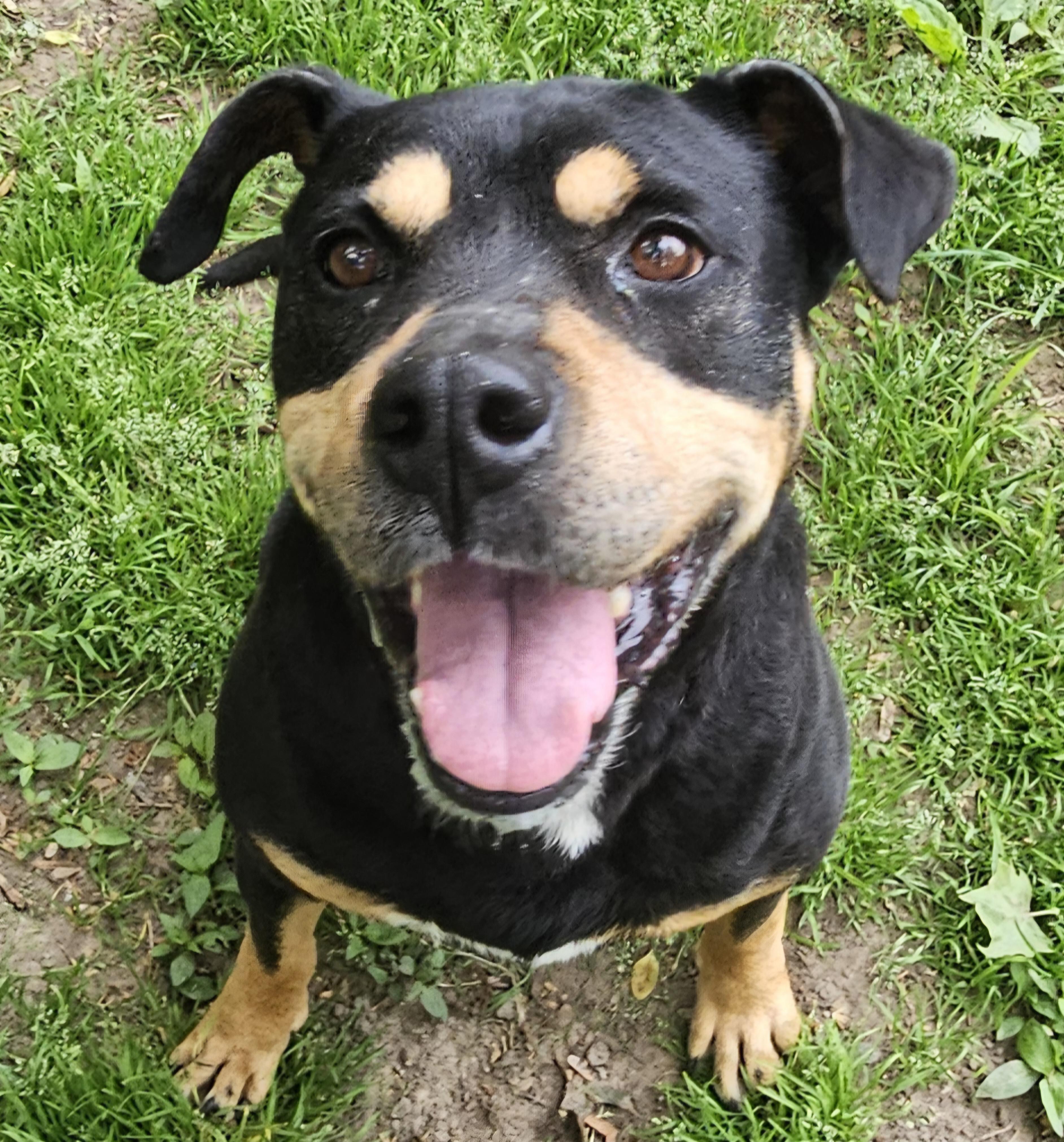 Rockwell, a ADOPTABLE mixed breed in Heathsville, VA image 1/5