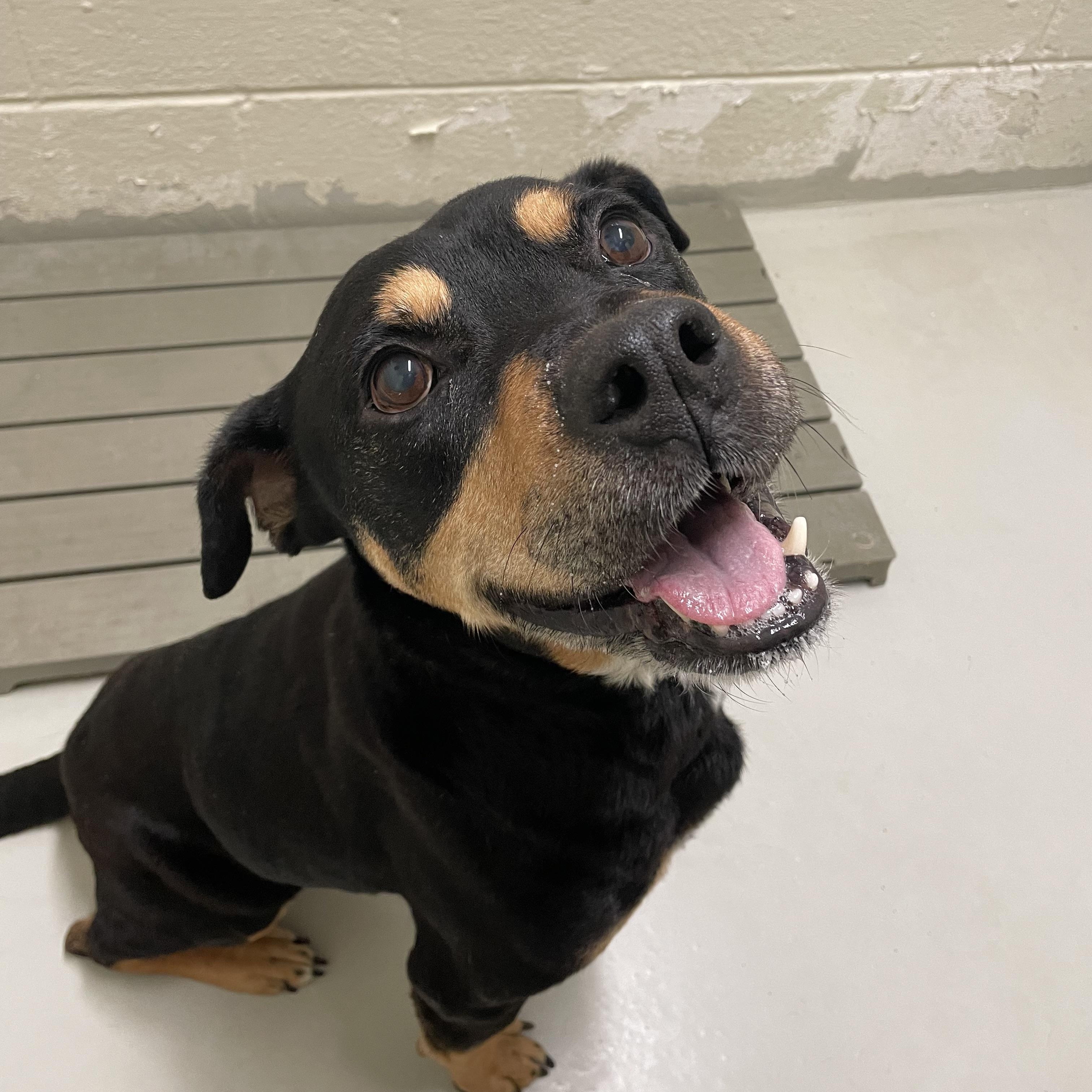 Rockwell, a ADOPTABLE mixed breed in Heathsville, VA image 2/5
