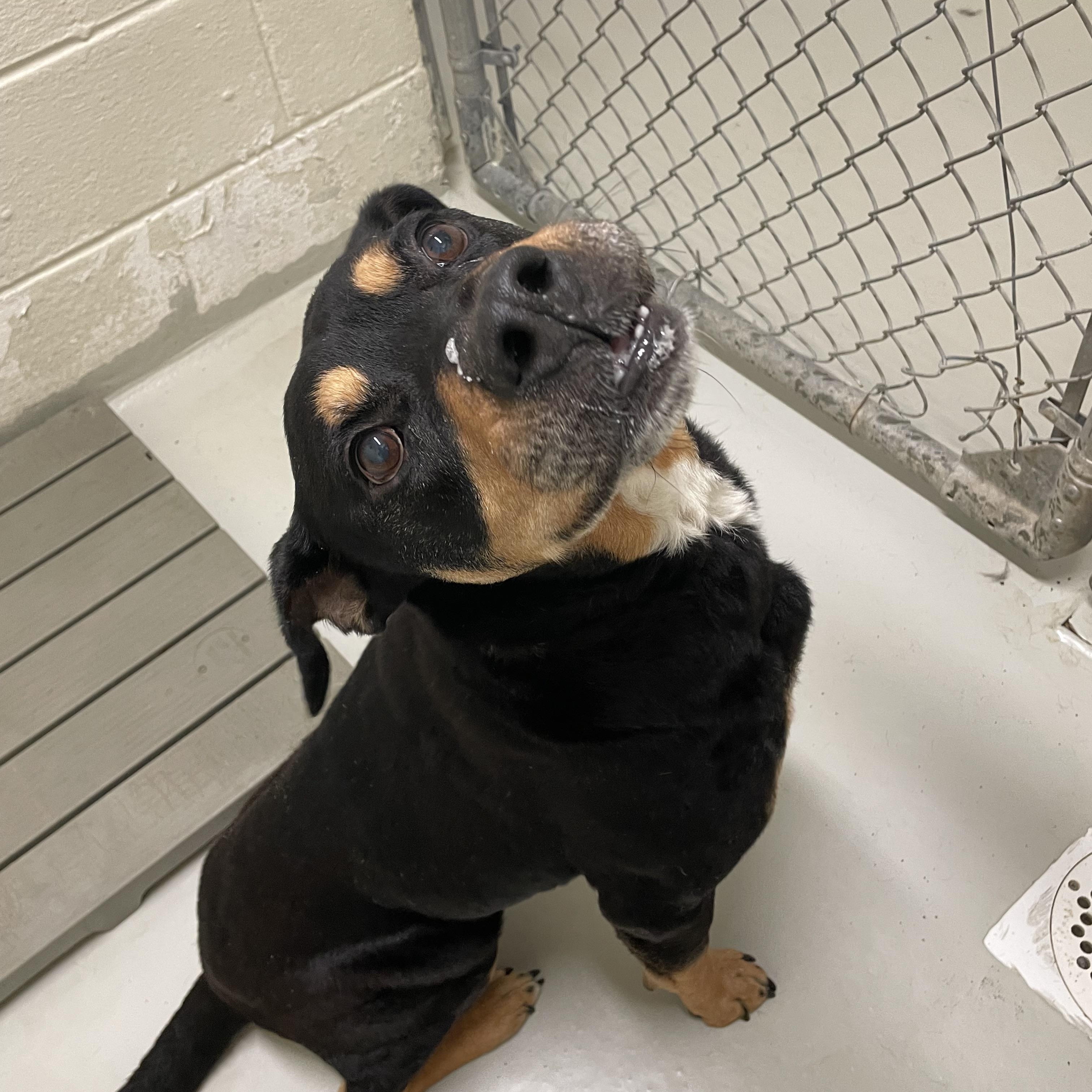 Rockwell, a ADOPTABLE mixed breed in Heathsville, VA image 4/5