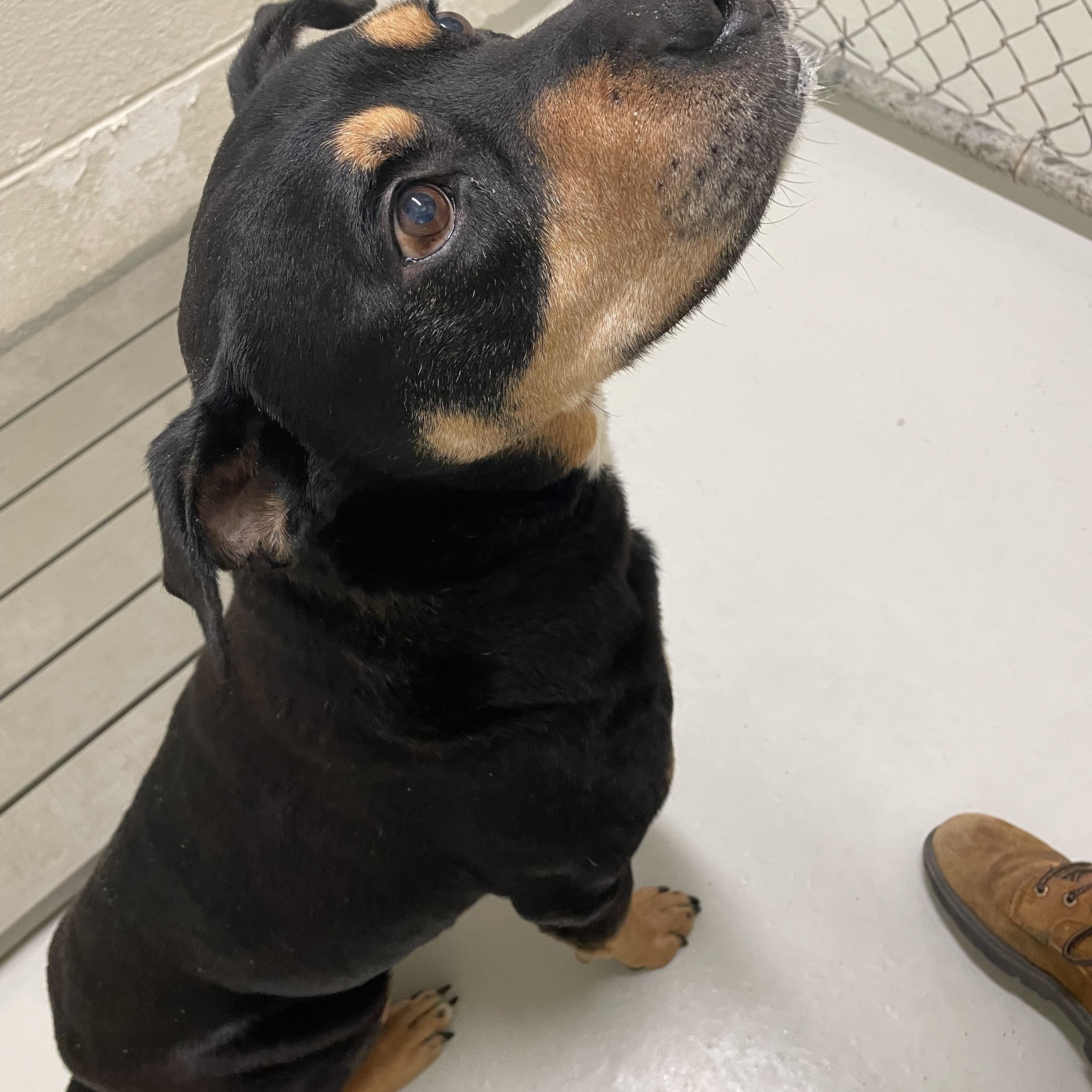 Rockwell, a ADOPTABLE mixed breed in Heathsville, VA image 5/5