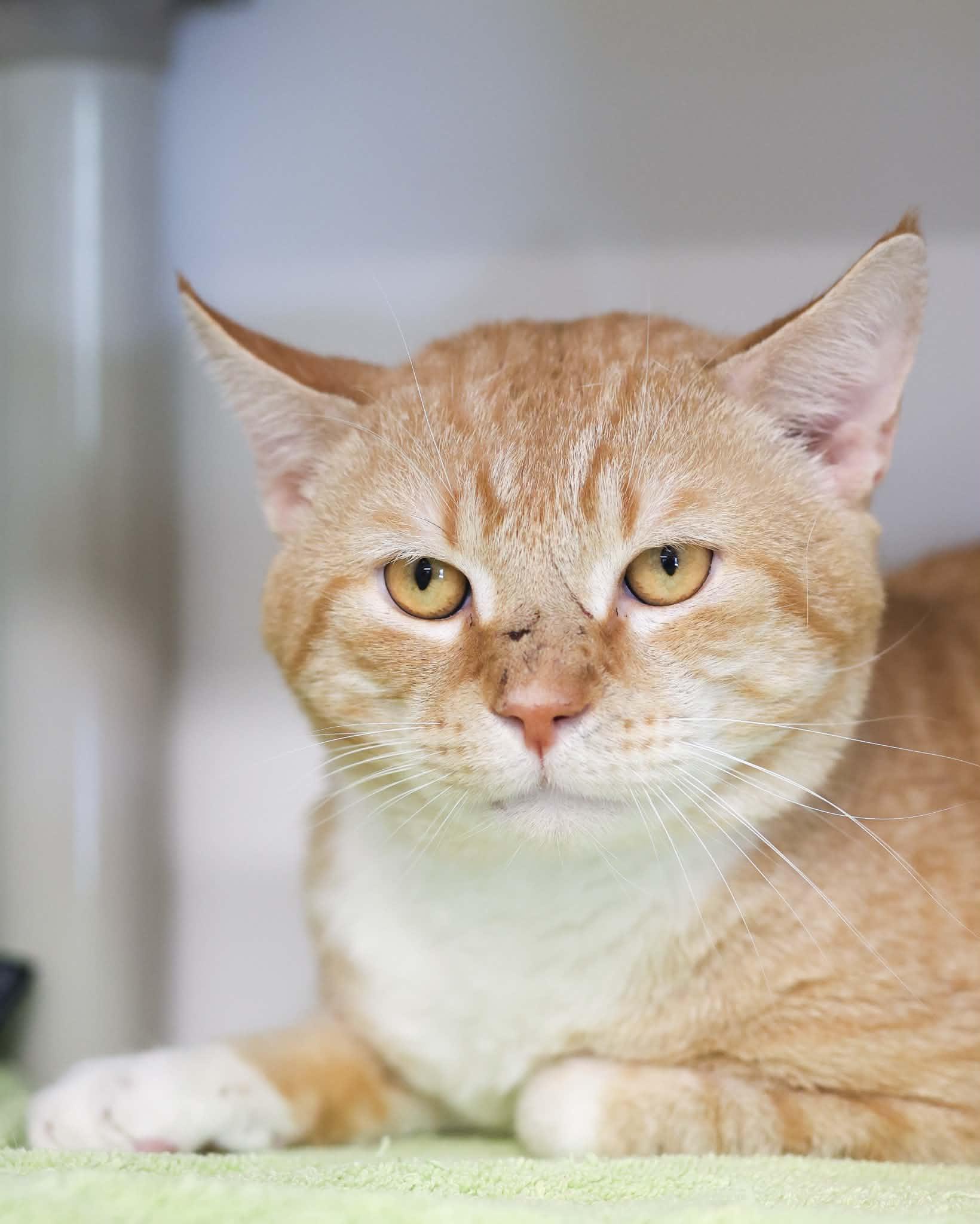 YANGZEE (0604), adopted, Adult Male Domestic Short Hair.