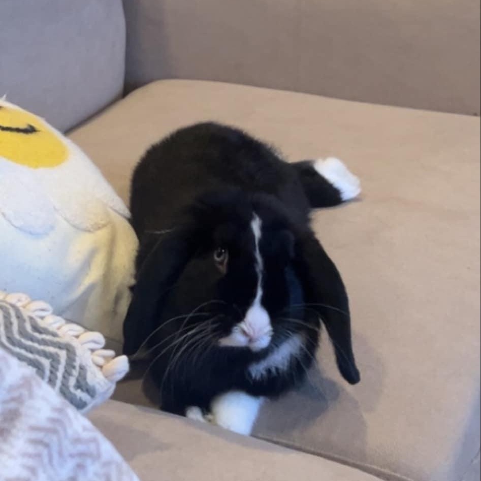 Daisy Duke, Adopted, Young Male Mini Lop.