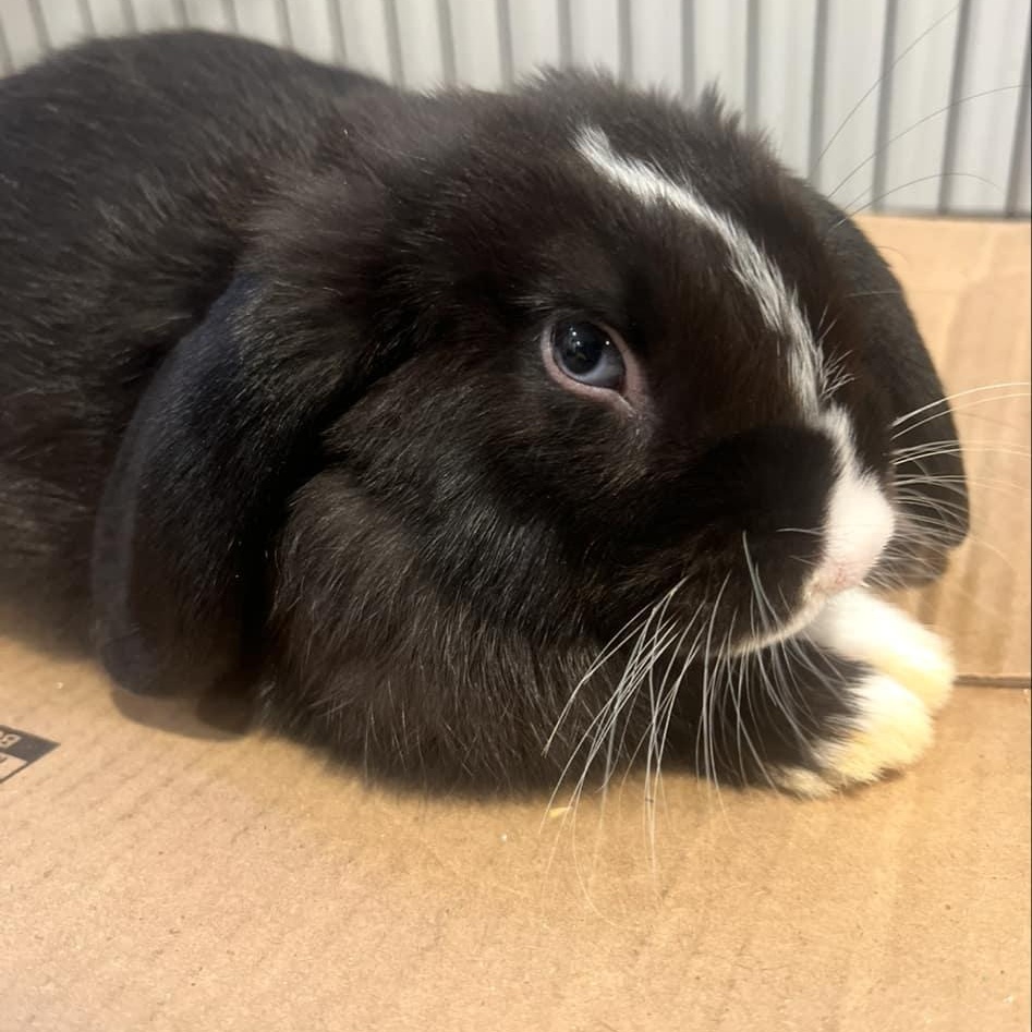 Enlarge Daisy Duke, a Adopted Mini Lop in Gibbsboro, NJ image 2/4