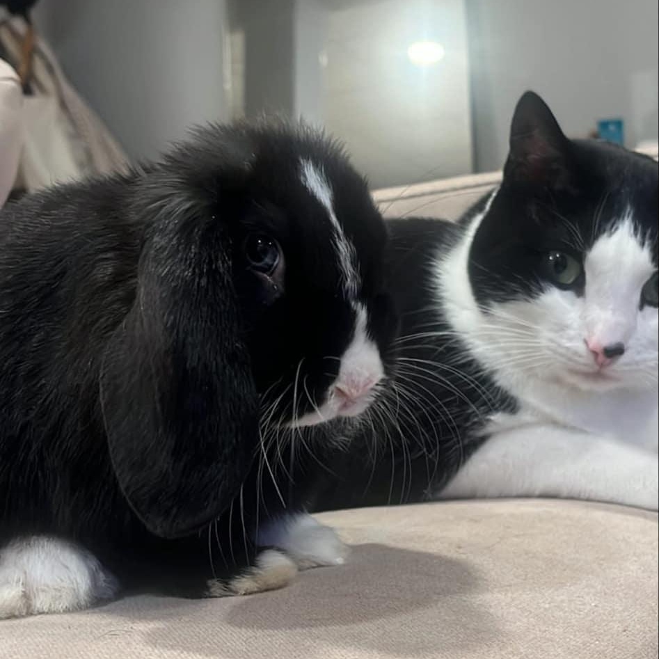 Enlarge Daisy Duke, a Adopted Mini Lop in Gibbsboro, NJ image 3/4