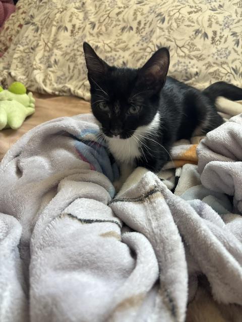Enlarge Melody, an adopted Domestic Short Hair in Denver, CO image 3/3