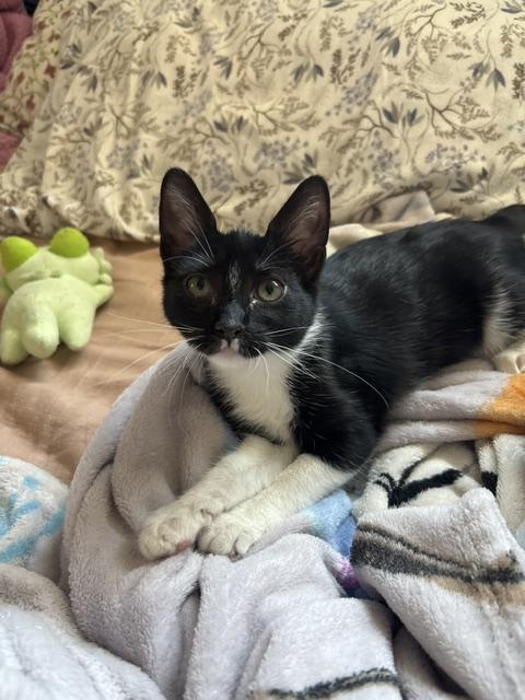 Enlarge Melody, an adopted Domestic Short Hair in Denver, CO image 2/3