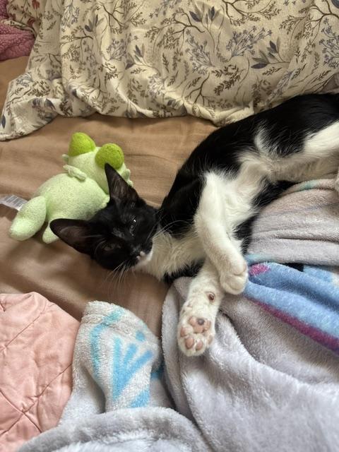 Melody, adopted, Kitten Female Domestic Short Hair.