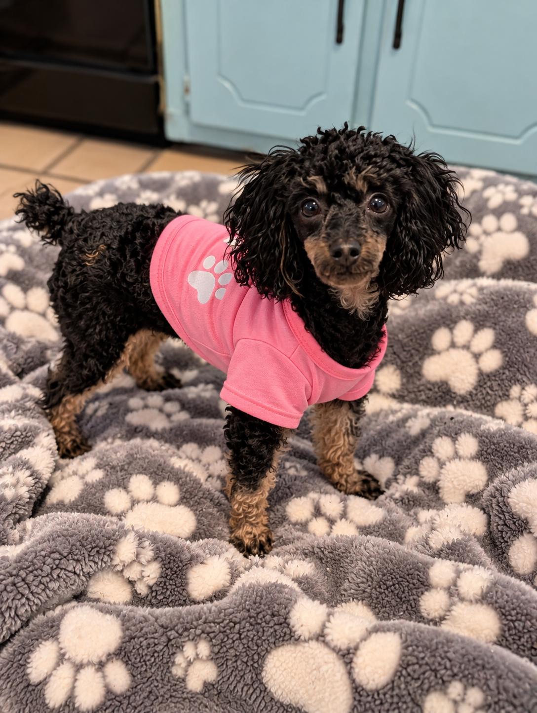 Enlarge Lulu, a Adopted Poodle (Toy) in Columbus, OH image 3/5