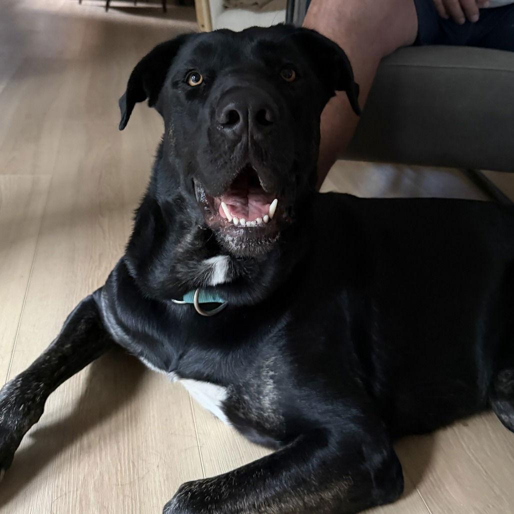 Enlarge Toto, a Adoptable Cane Corso in Oceanside, CA image 1/3
