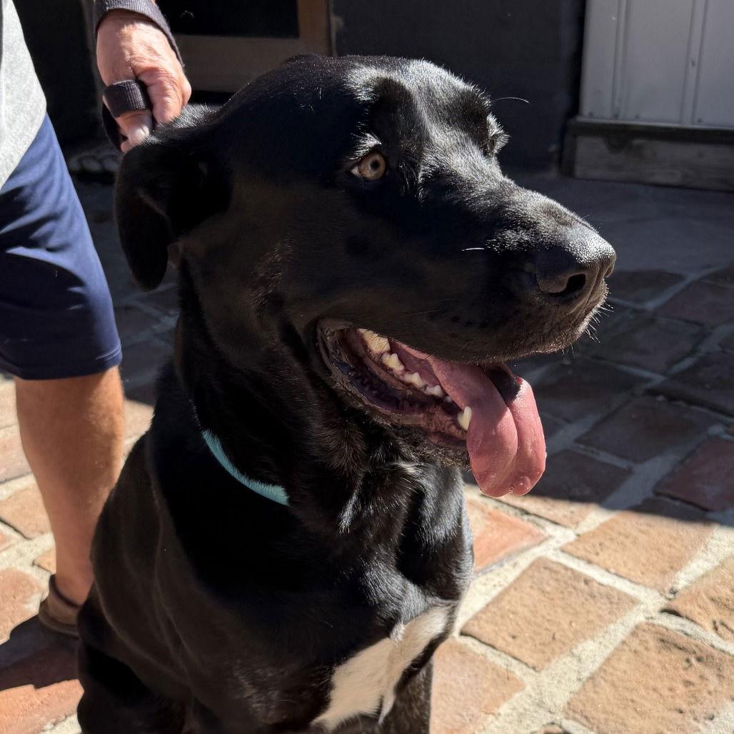 Enlarge Toto, a Adoptable Cane Corso in Oceanside, CA image 2/3