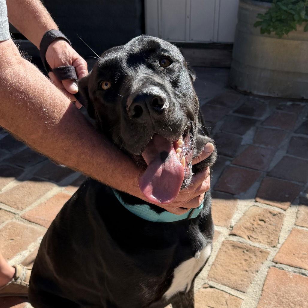 Enlarge Toto, a Adoptable Cane Corso in Oceanside, CA image 3/3