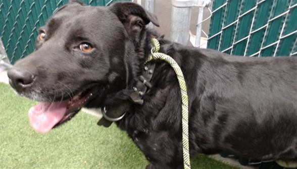 ARMANI, Adoptable, Adult Male Labrador Retriever.