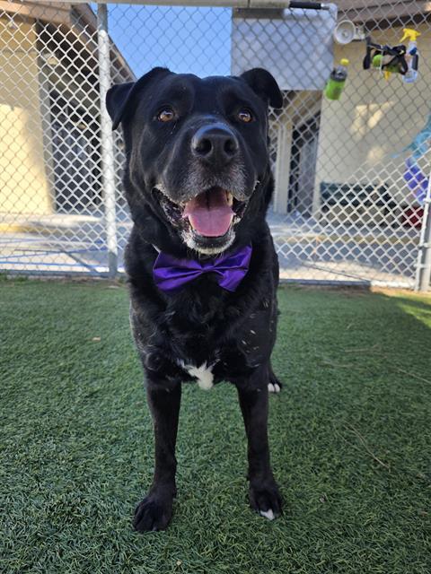 ARMANI, Adoptable, Adult Male Labrador Retriever.