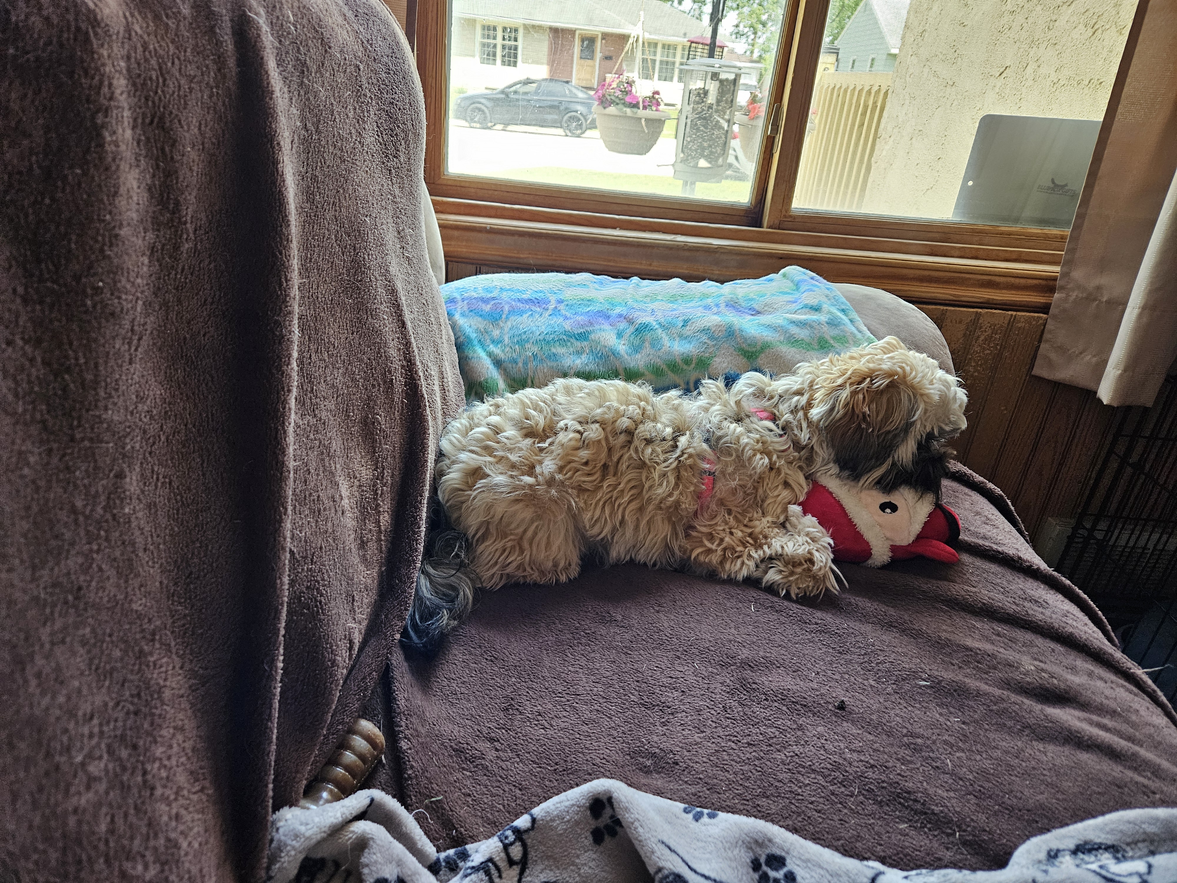 Enlarge Marley, a Adopted mixed breed in Schofield, WI image 2/6