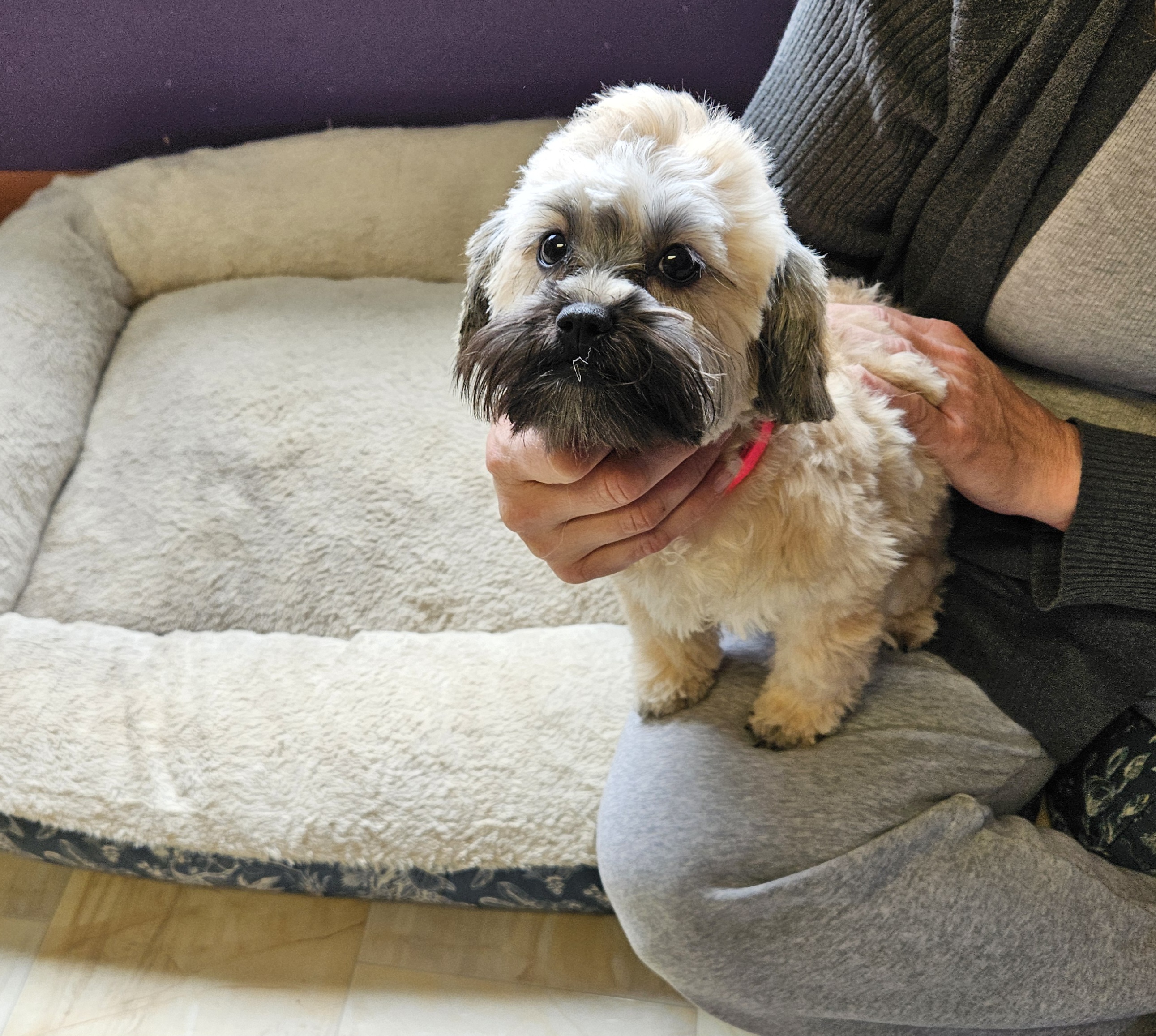 Enlarge Marley, a Adopted mixed breed in Schofield, WI image 3/6