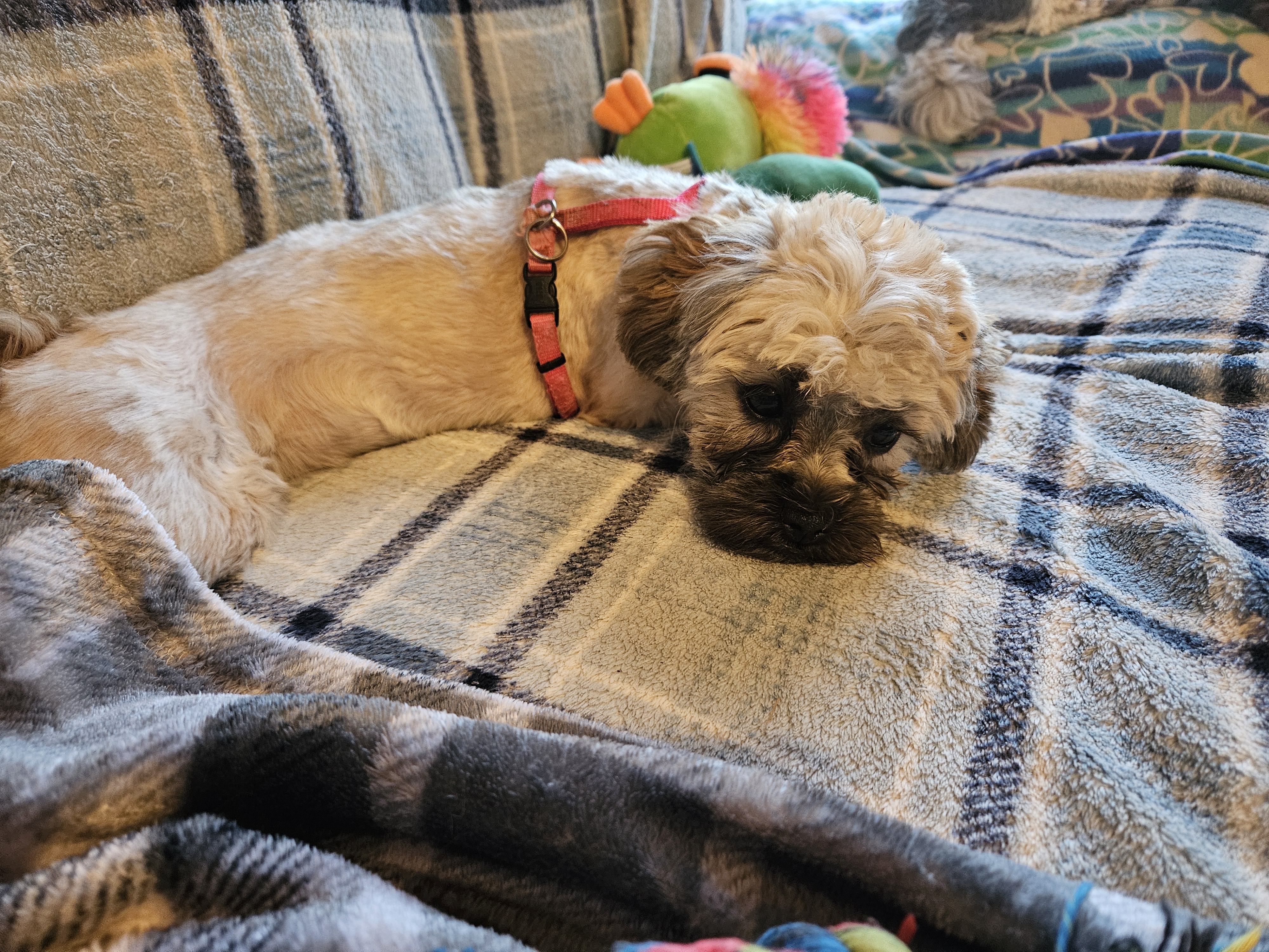 Marley, Adopted, Puppy Female Shih Tzu & Miniature Poodle.