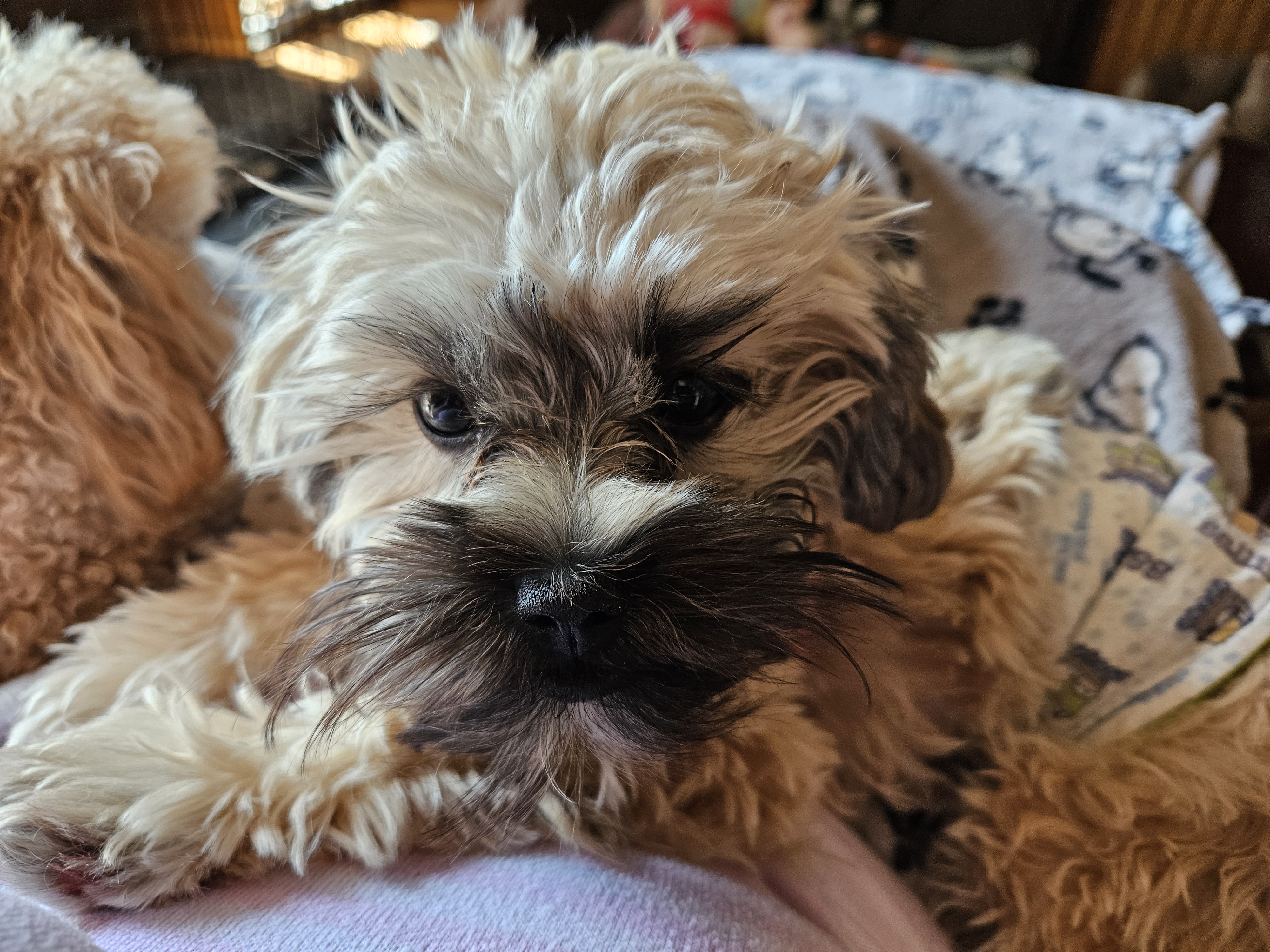 Enlarge Marley, a Adopted mixed breed in Schofield, WI image 4/6