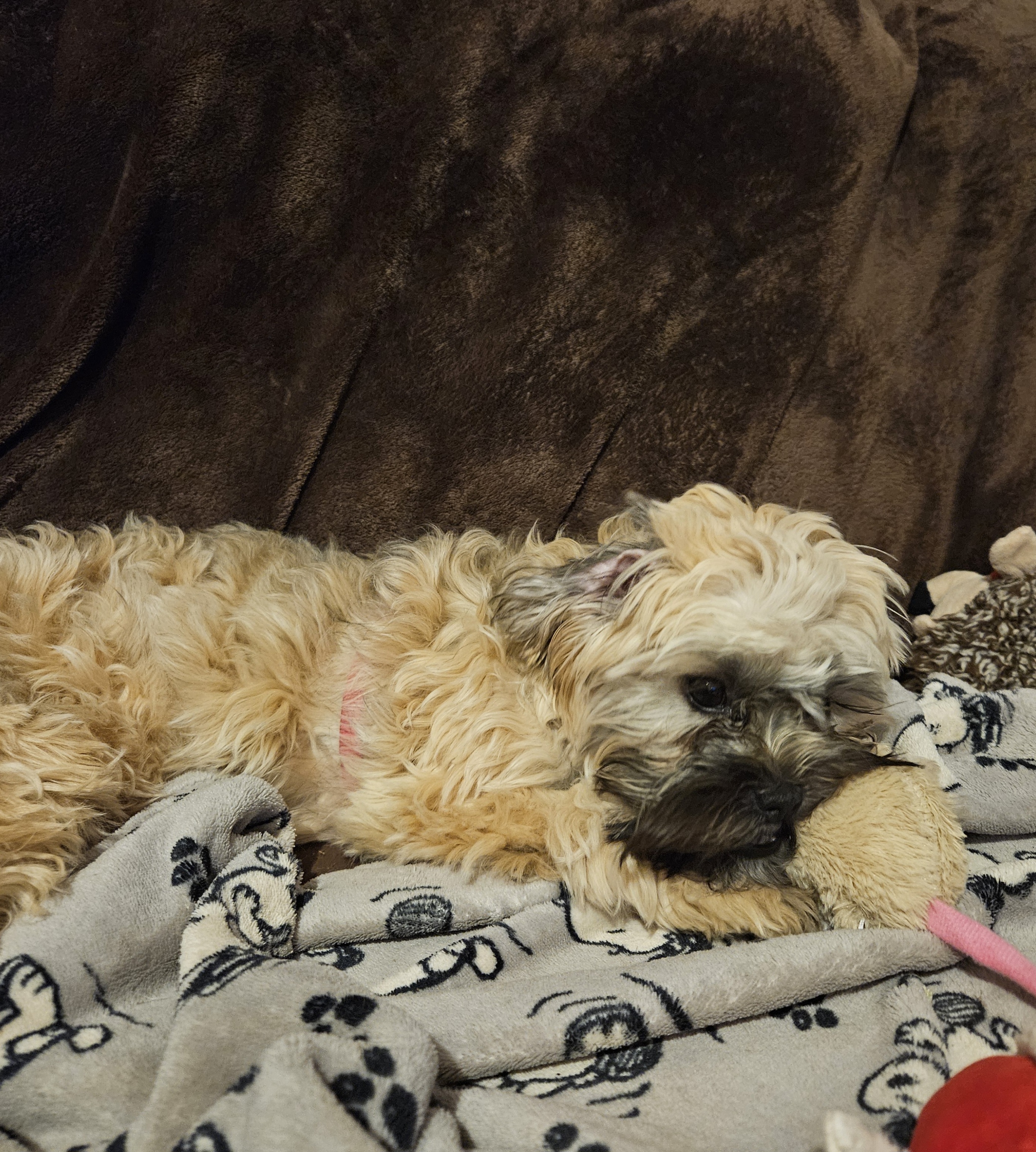 Enlarge Marley, a Adopted mixed breed in Schofield, WI image 5/6