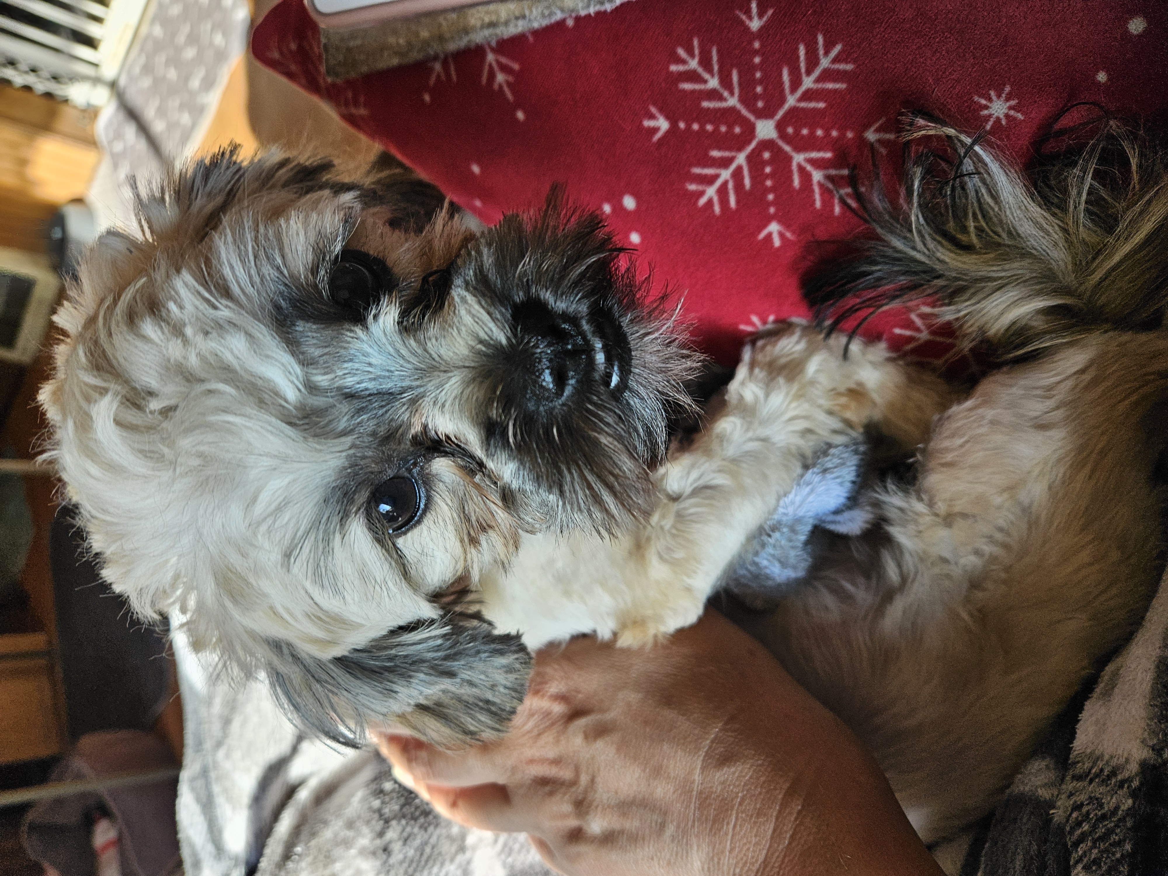 Enlarge Marley, a Adopted mixed breed in Schofield, WI image 6/6