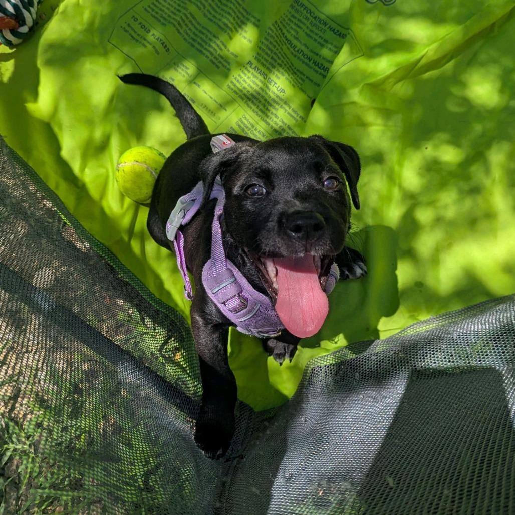 Nirvana, Adoptable, Puppy Female Pit Bull Terrier & Mixed Breed.