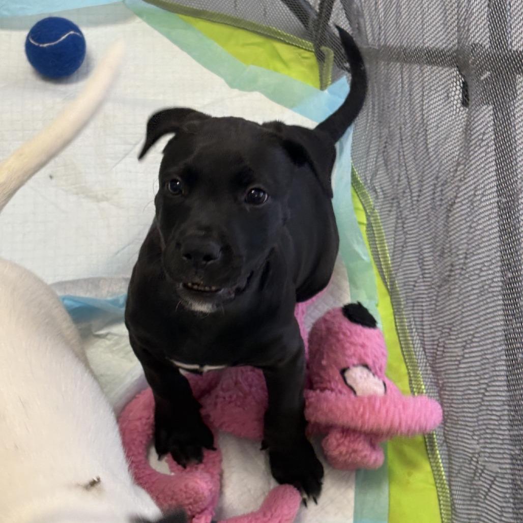 Enlarge Nirvana, a Adoptable mixed breed in Branson, MO image 2/3