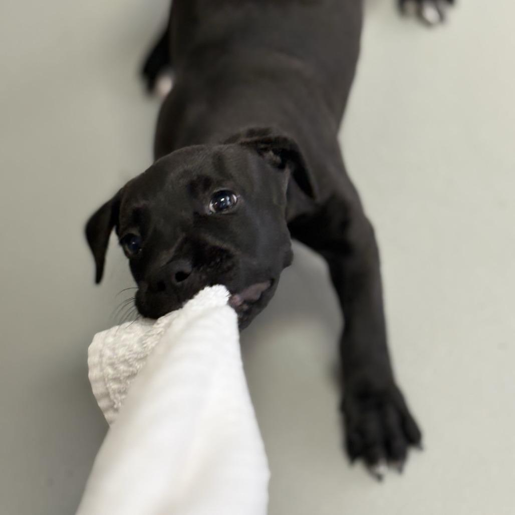 Enlarge Nirvana, a Adoptable mixed breed in Branson, MO image 3/3