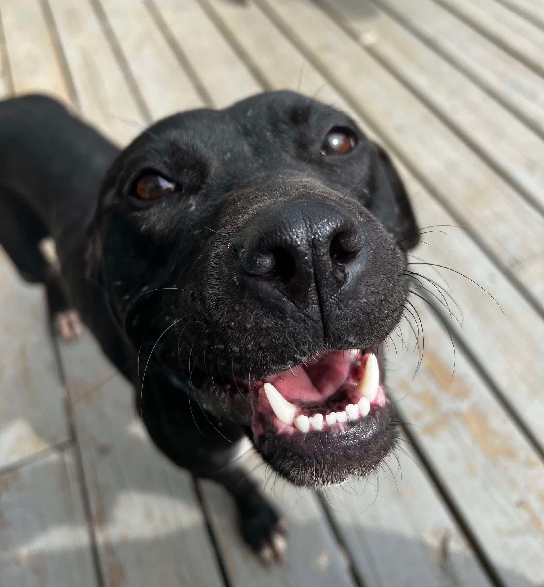 Riley, Adopted, Young Female Mixed Breed.