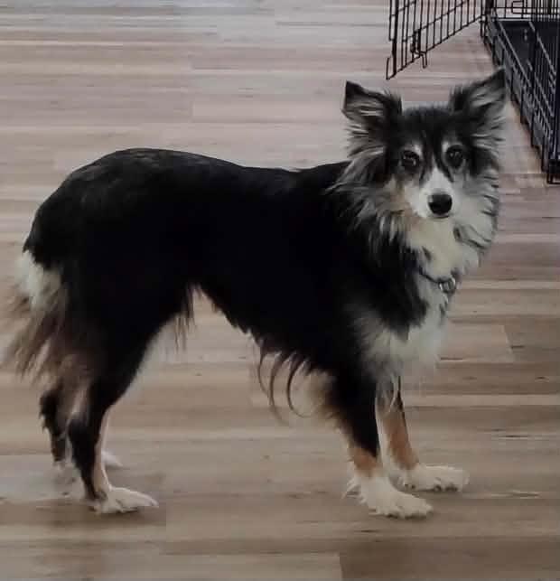 Sissy $475, Adoptable, Adult Female Australian Shepherd.