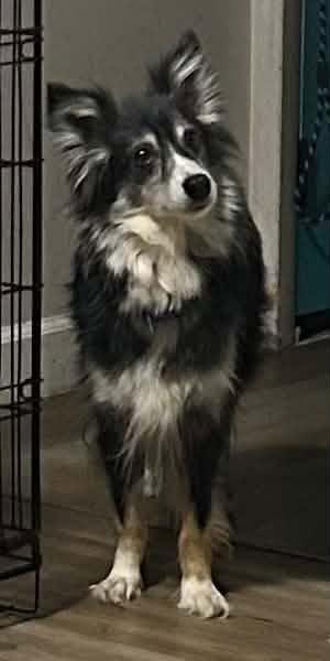 Enlarge Sissy $475, a Adoptable Australian Shepherd in Milwaukee, WI image 2/6