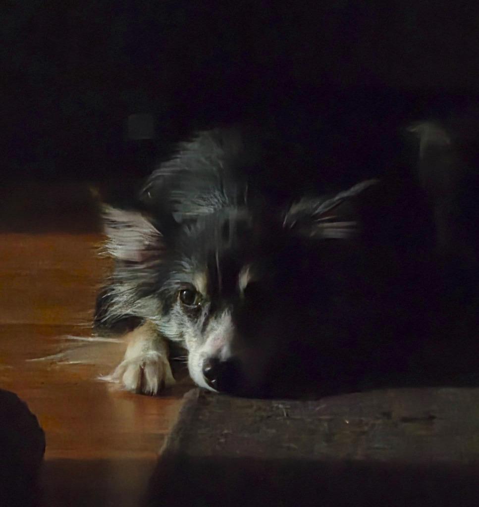 Enlarge Sissy $475, a Adoptable Australian Shepherd in Milwaukee, WI image 3/6
