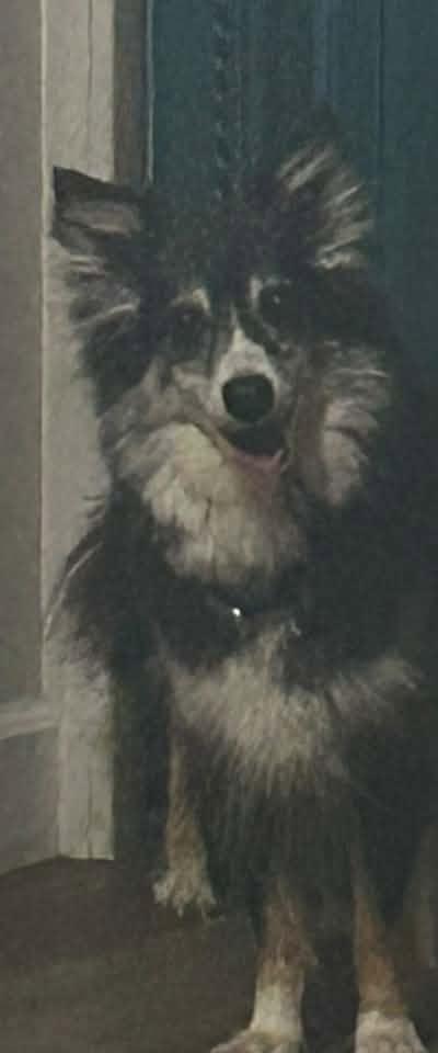 Enlarge Sissy $475, a Adoptable Australian Shepherd in Milwaukee, WI image 4/6